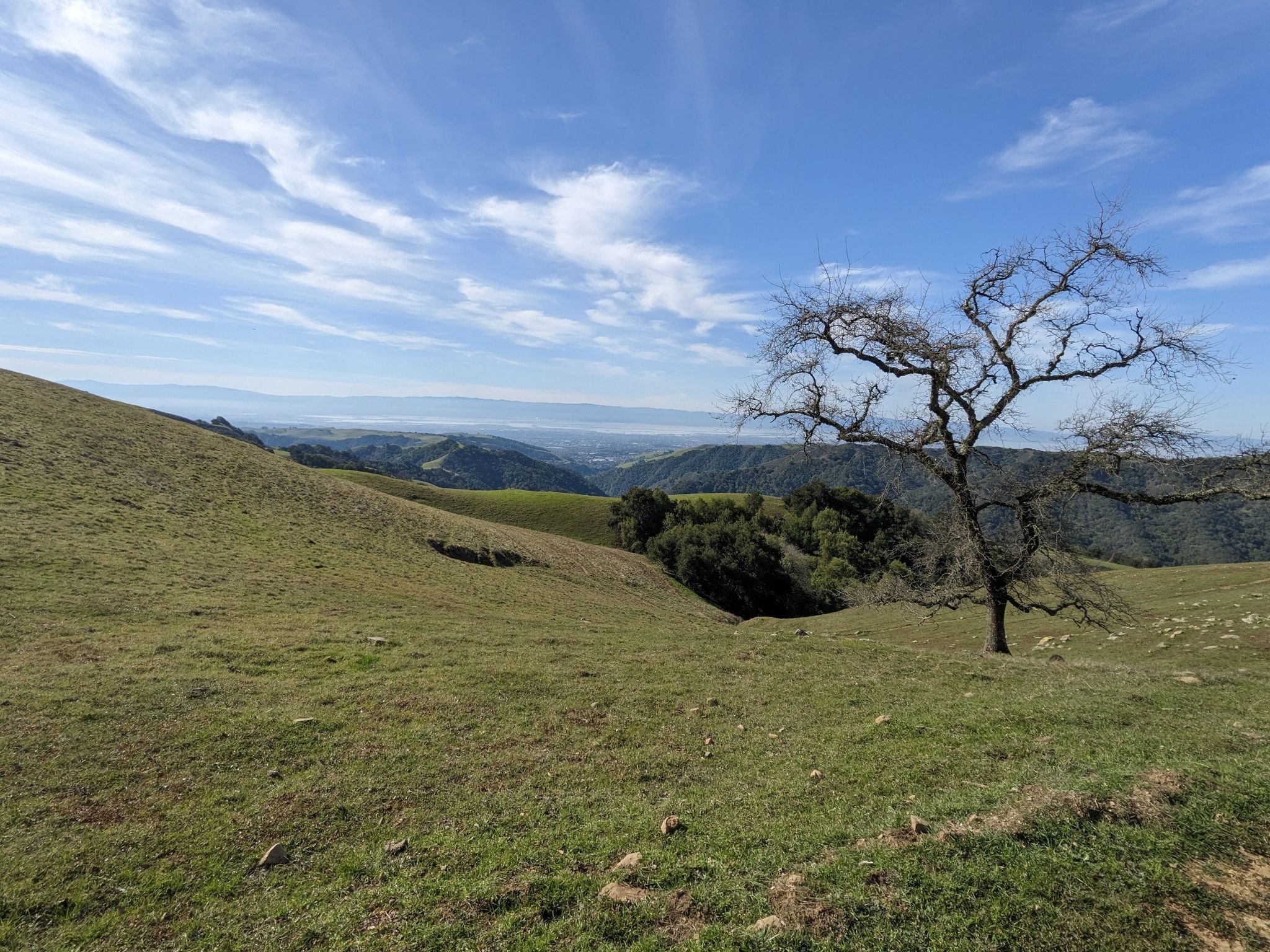 Grassy hills with a bare tree overlooking distant mountains under a cloudy sky. - Sunol Depot – Sunol Peak loop from Sunol