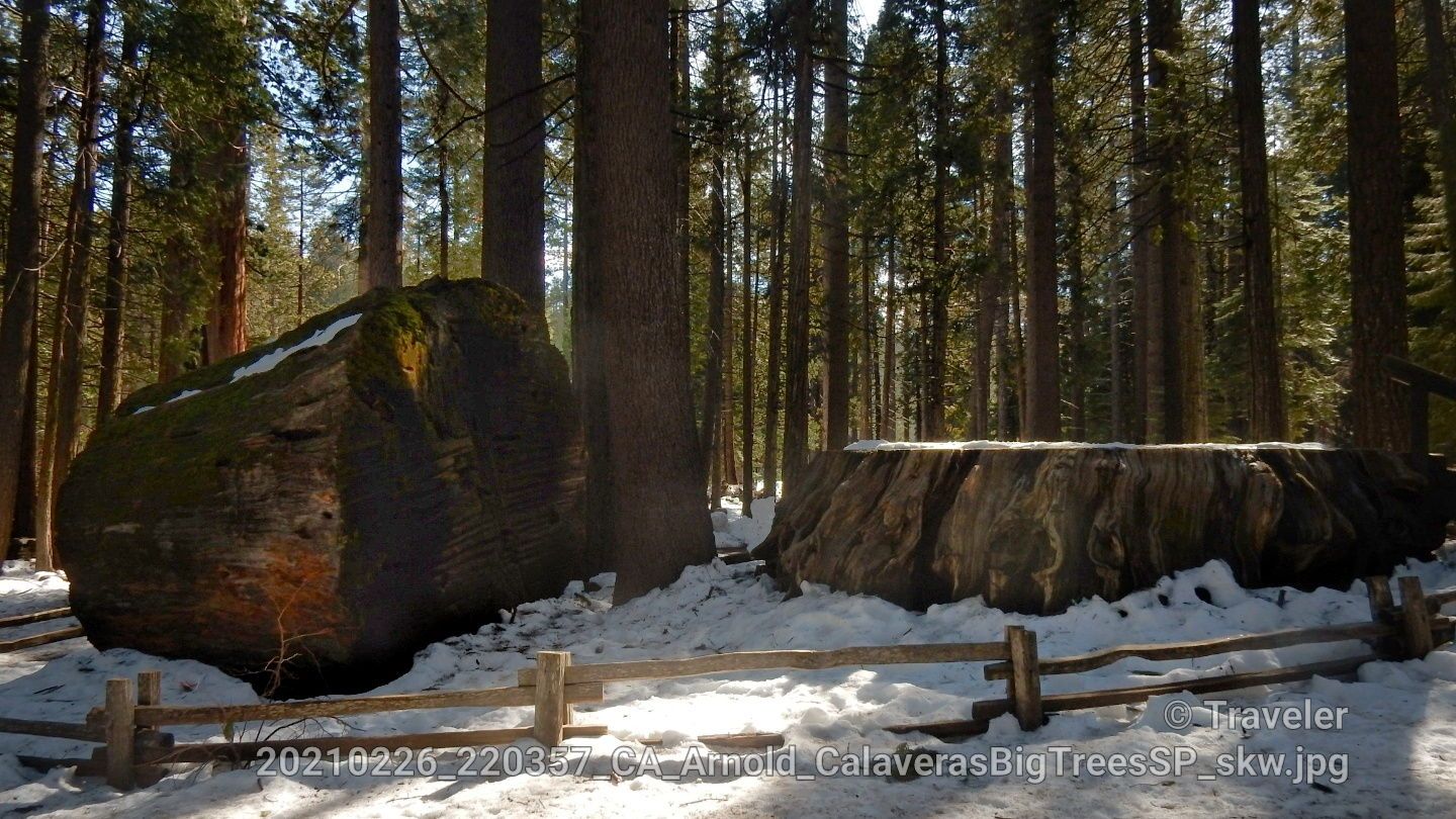 A large fallen tree and a massive stump in a snowy, sunlit forest. - North Grove Trail loop loop from Big Stump