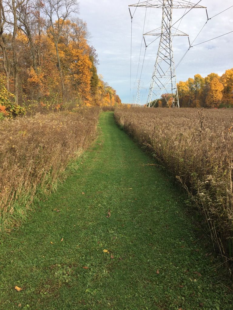 A green grassy path through a field with a large power tower. - Moraine Nature Preserve Loop Trail