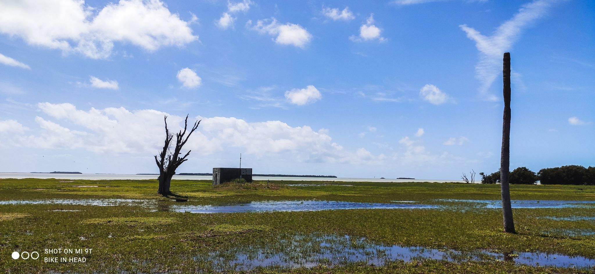 Grassy wetland with standing water, a dead tree, and a pole under blue sky. - Buttonwood Canal – Guy Bradley Trail loop from Flamingo