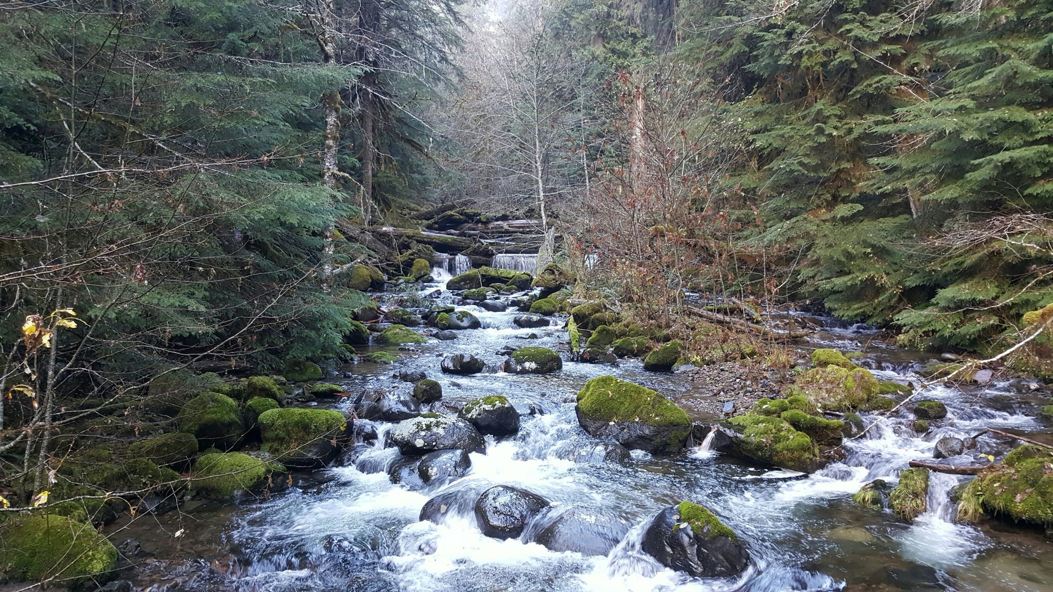 Rocky stream flowing through a mossy forest with tall trees. - Lewis River Falls Trail