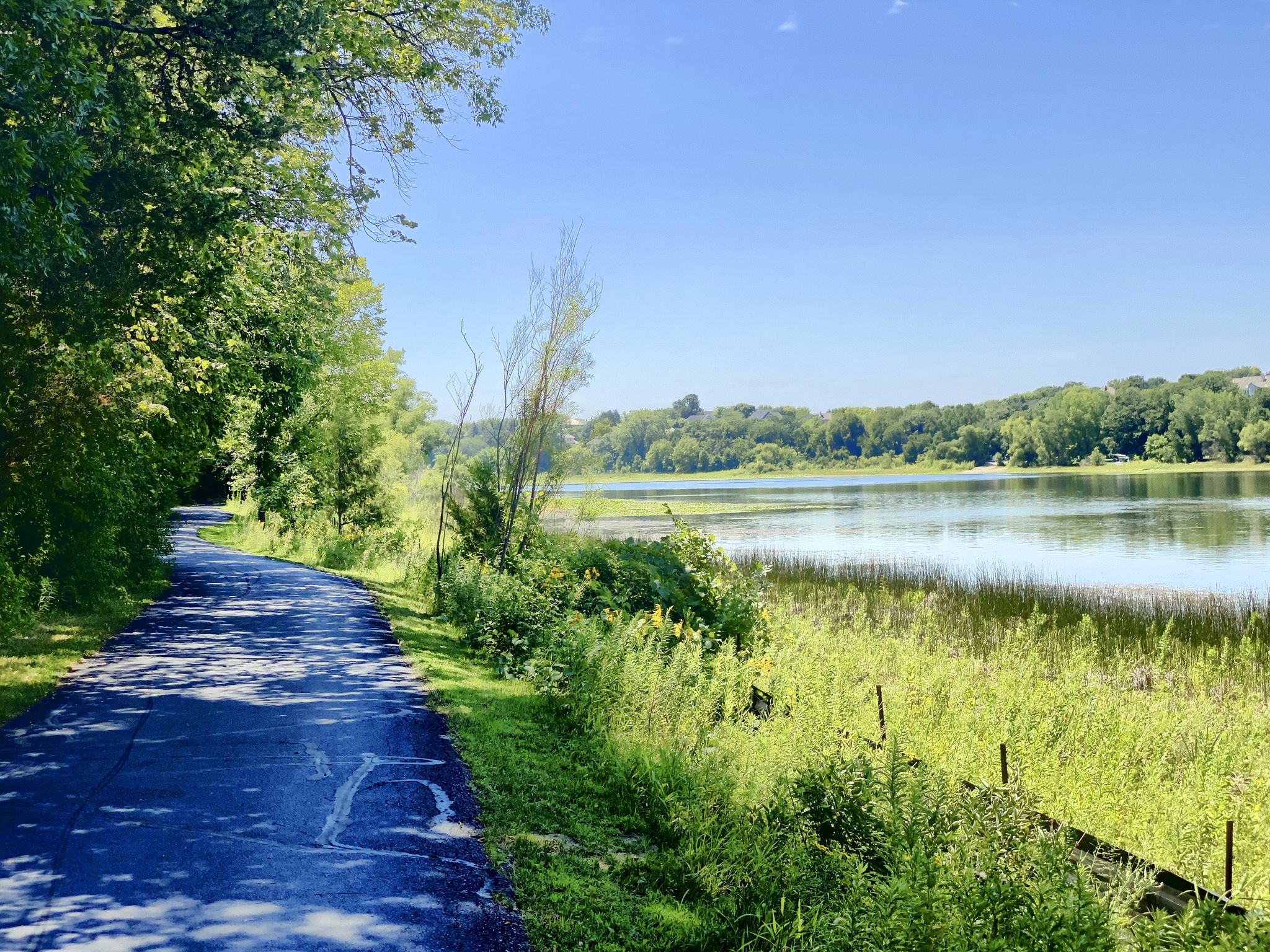 Paved path next to a lake with tall grass and green trees, sunny day. - CP Rail Regional Trail – Normandale Lake Trail loop from Amsden Way