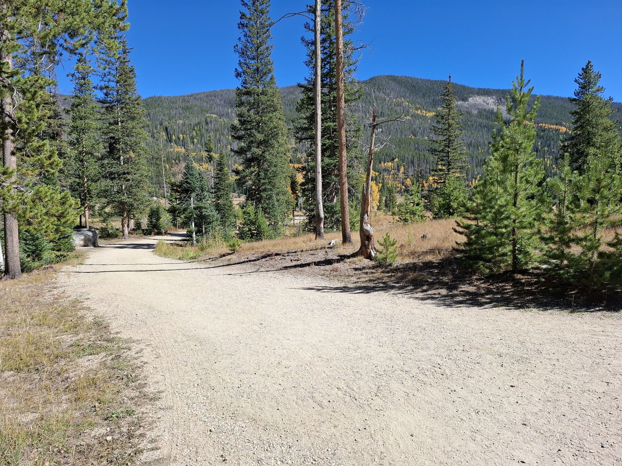 Dirt road winding through a pine forest with distant mountains under blue sky. - Holzwarth Historical Site