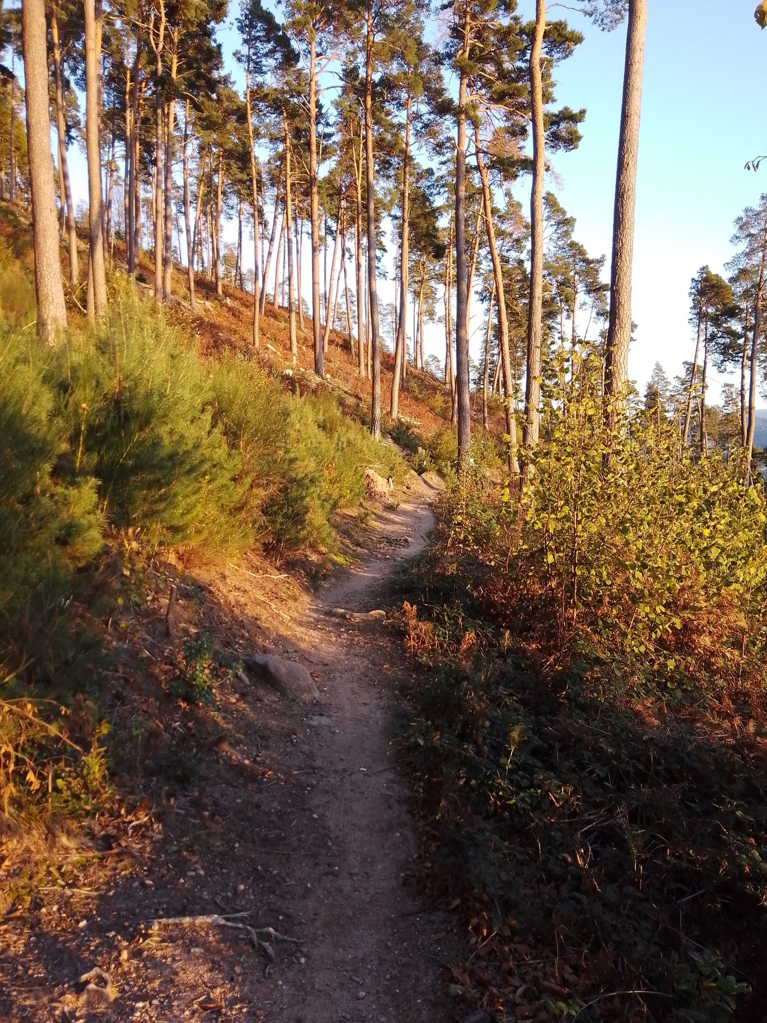 Sentier du champ de la chèvre
