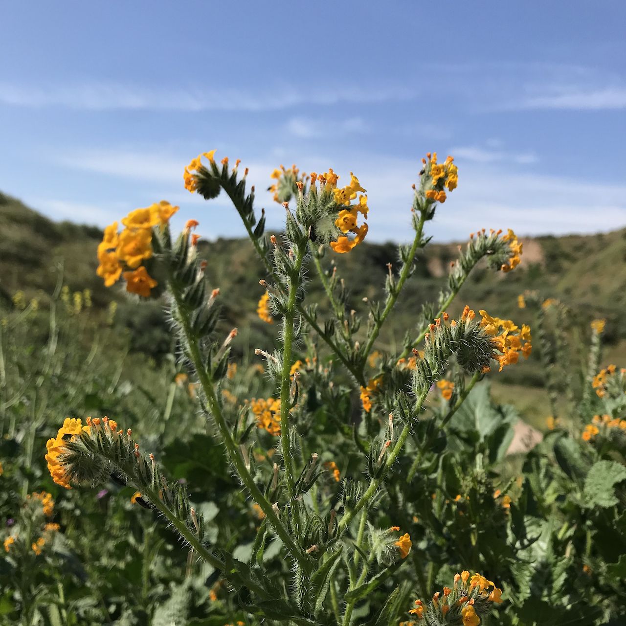 Close-up of vibrant yellow wildflowers against green hills and blue sky. - Central Park loop — Santa Clarita, California