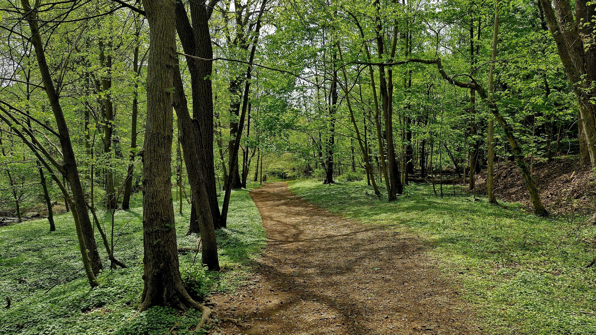 A sunny dirt path winds through a vibrant green forest. - Stony Run Trail