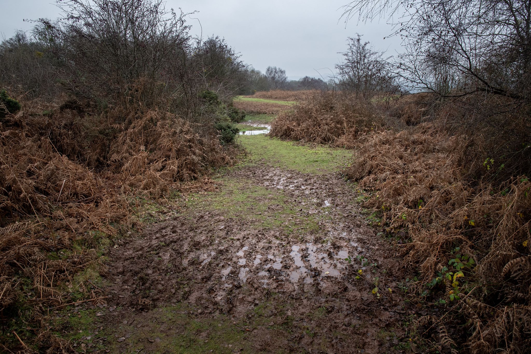 A bit muddy