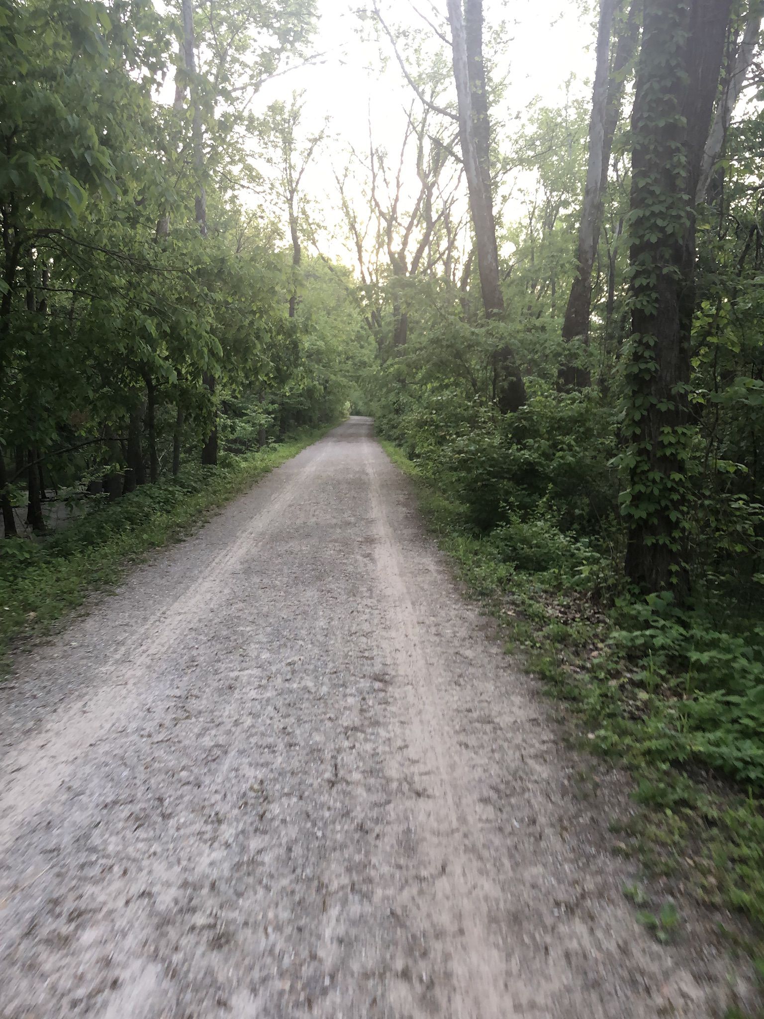 A dirt path extends into a dense green forest under soft light. - MKT Trail – MKT Trail loop from MKT Scott Blvd Access