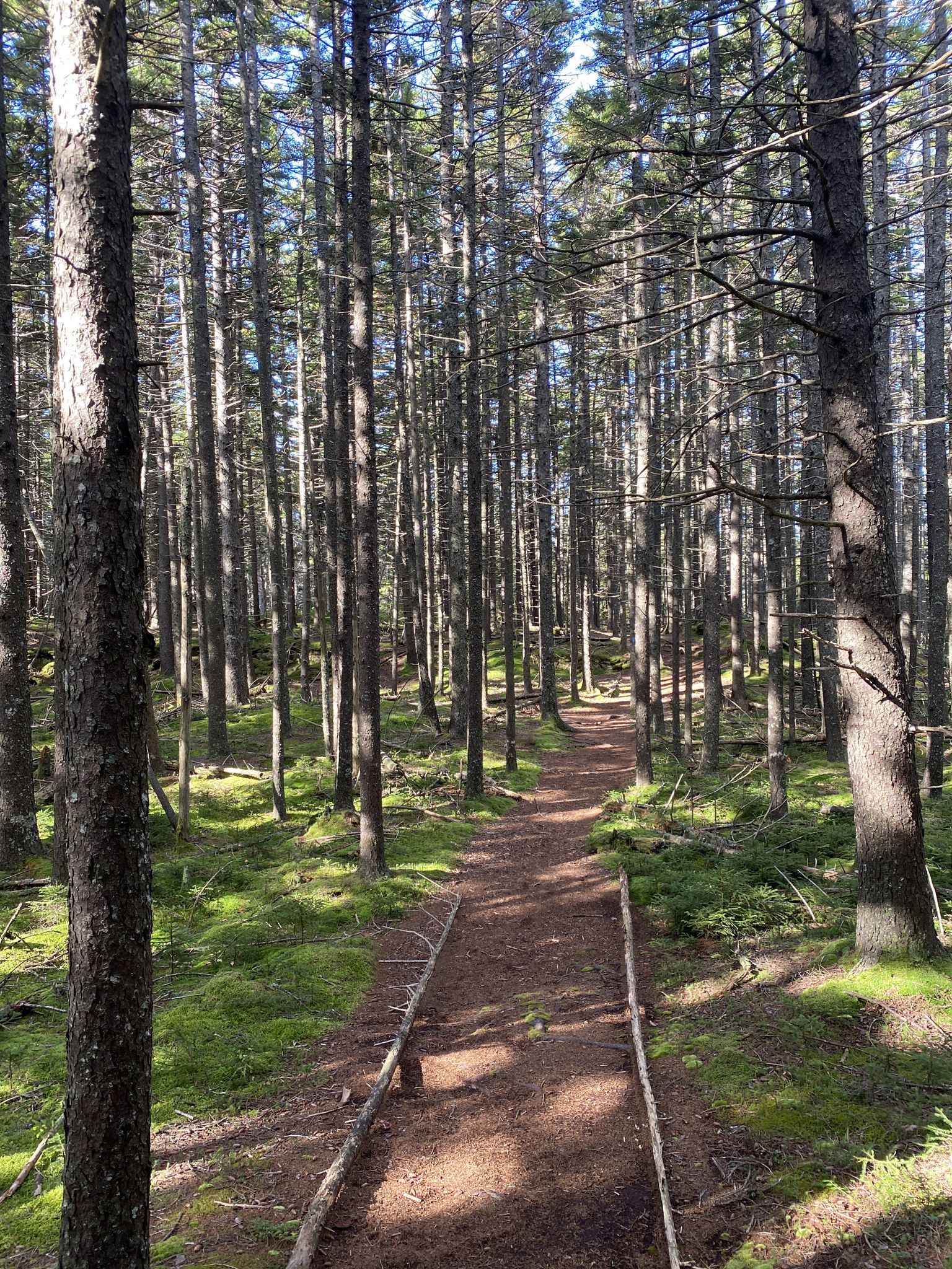 Straight forest path with wooden planks, dappled sunlight on mossy ground. - Bernard Mountain Loop Trail