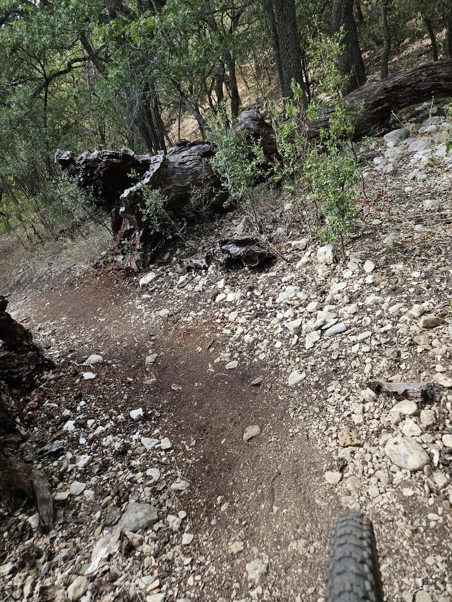 A mountain bike tire on a rocky dirt trail next to a fallen log. - McAllister Park loop from Texas Transportation Museum