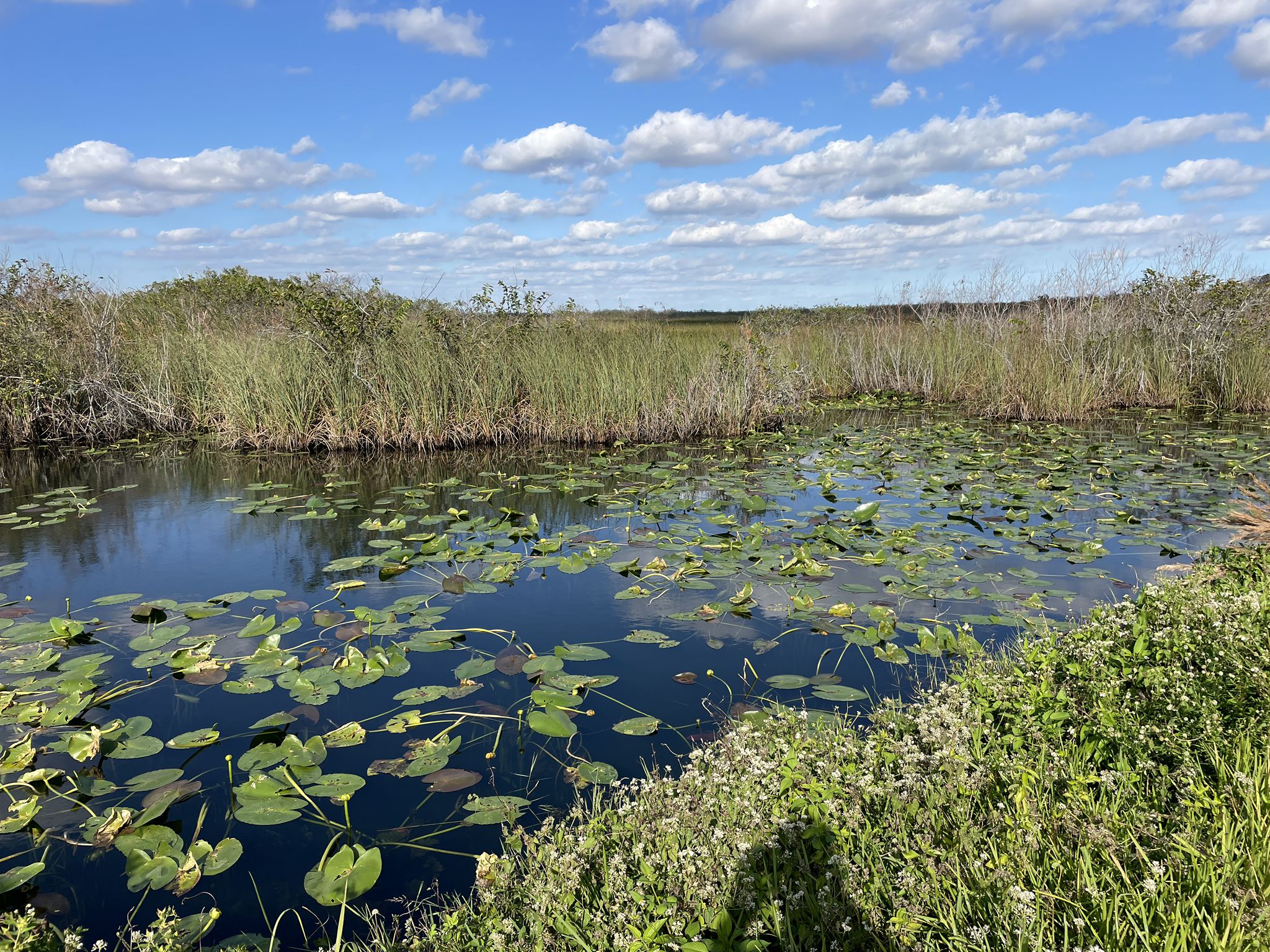 Sunny wetland with lily pads, tall grass, and a blue sky. - Anhinga Trail – Royal Palm Visitor Center loop from Paradise Key