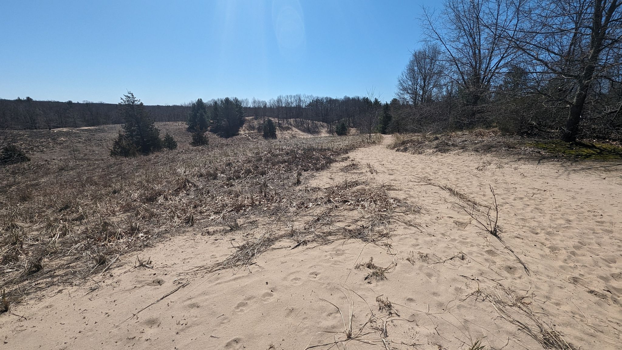 Wide sandy path through dry vegetation and distant wooded dunes on a sunny day. - Saugatuck Dunes Outer Loop