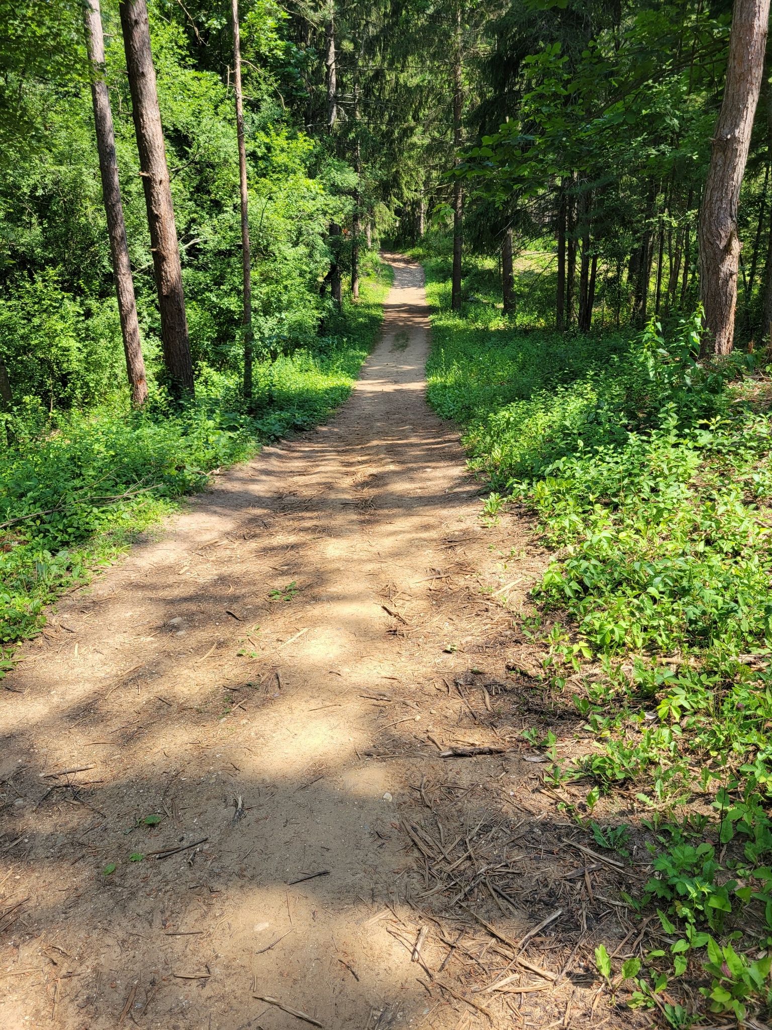 Sunny dirt path leading into a lush green forest with tall trees. - Scuppernong Red Loop