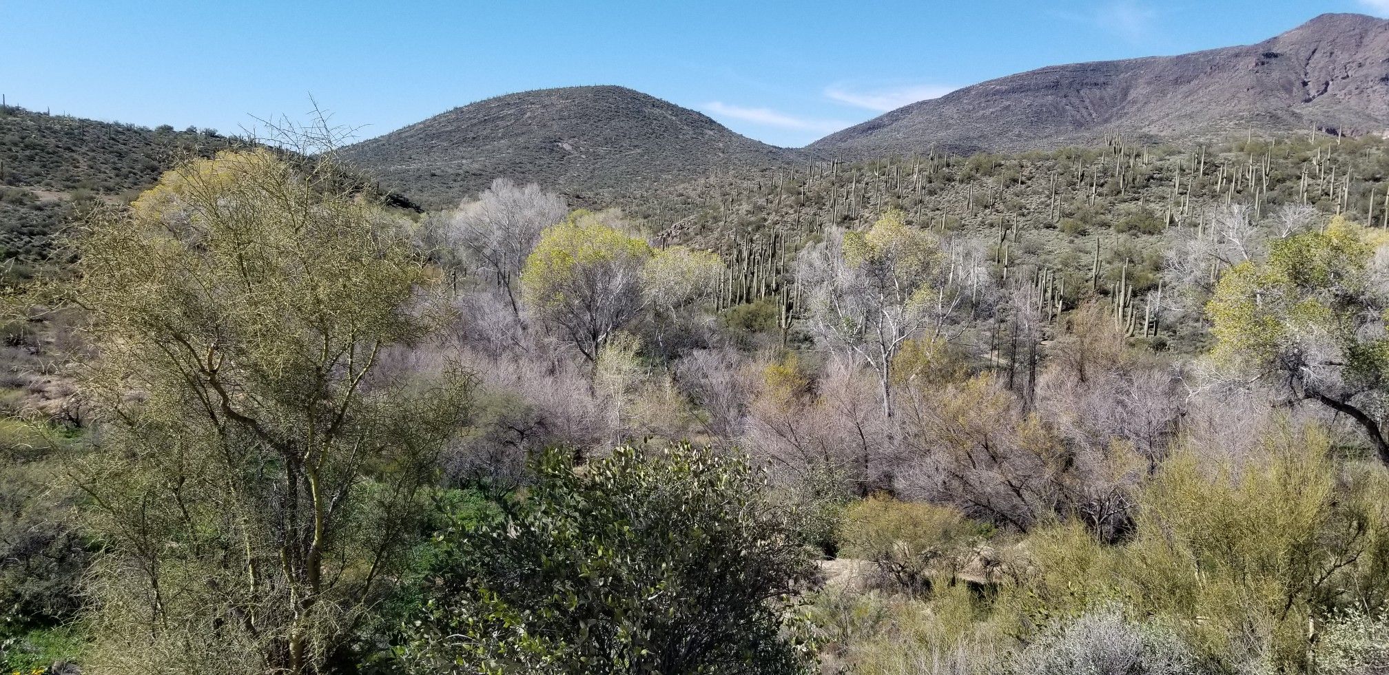 Panoramic desert view with mountains, saguaros, and a mix of green and bare trees. - Dragonfly Trail Loop