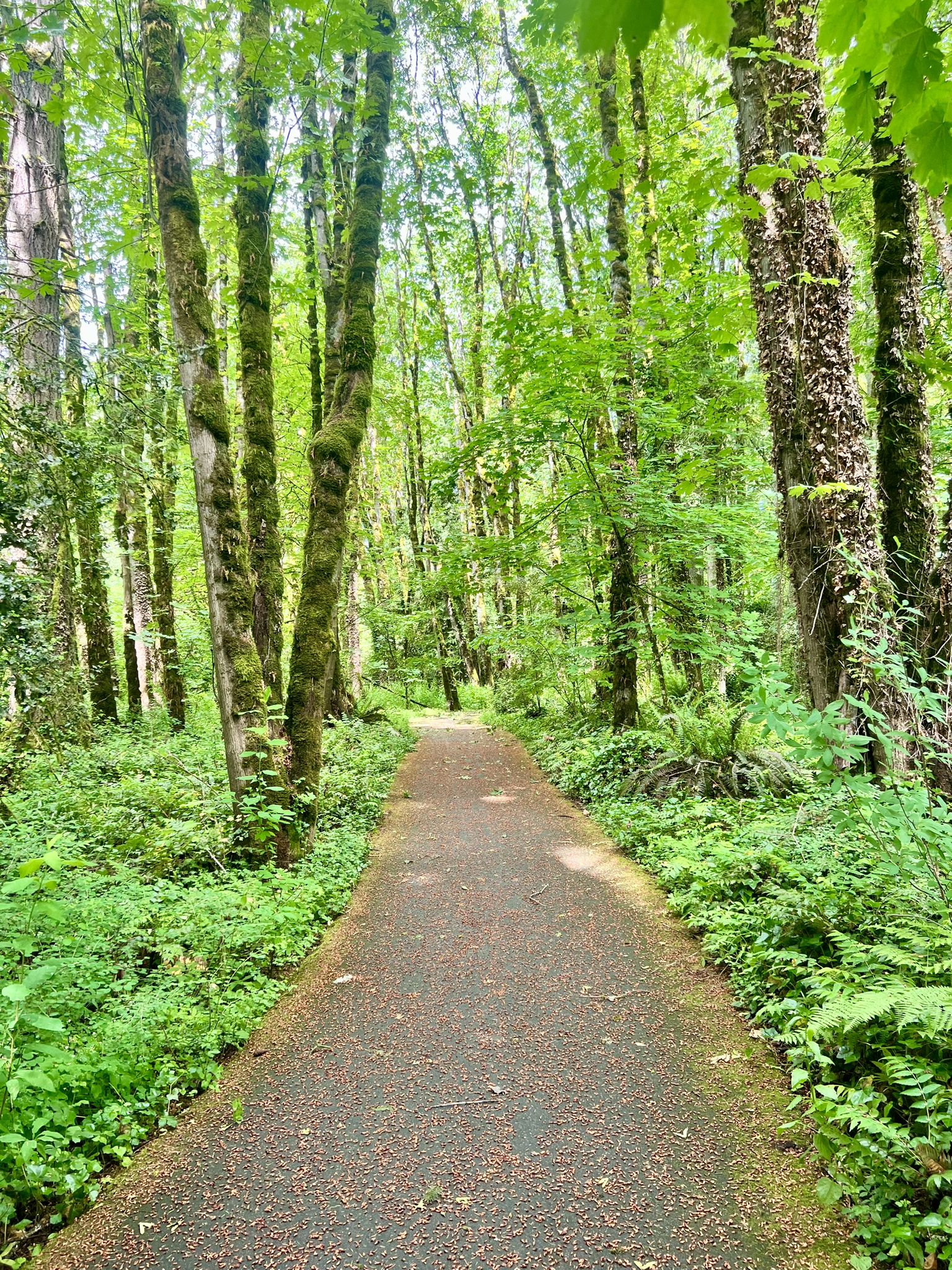 Paved path winding through a lush green forest with dappled sunlight. - Fanno Creek Park – Tualatin Hills Nature Park loop from Elmonica/Southwest 170th Avenue