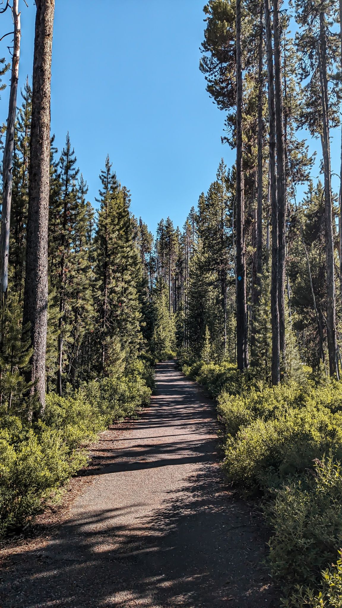 Paved path through a dense, tall pine forest on a sunny day. - Diamond Lake Loop