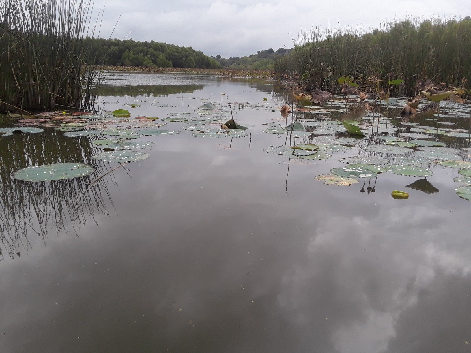 Overcast view of a calm lake with lily pads and tall reeds. - The Boardwalk at Lake Weatherford Trail