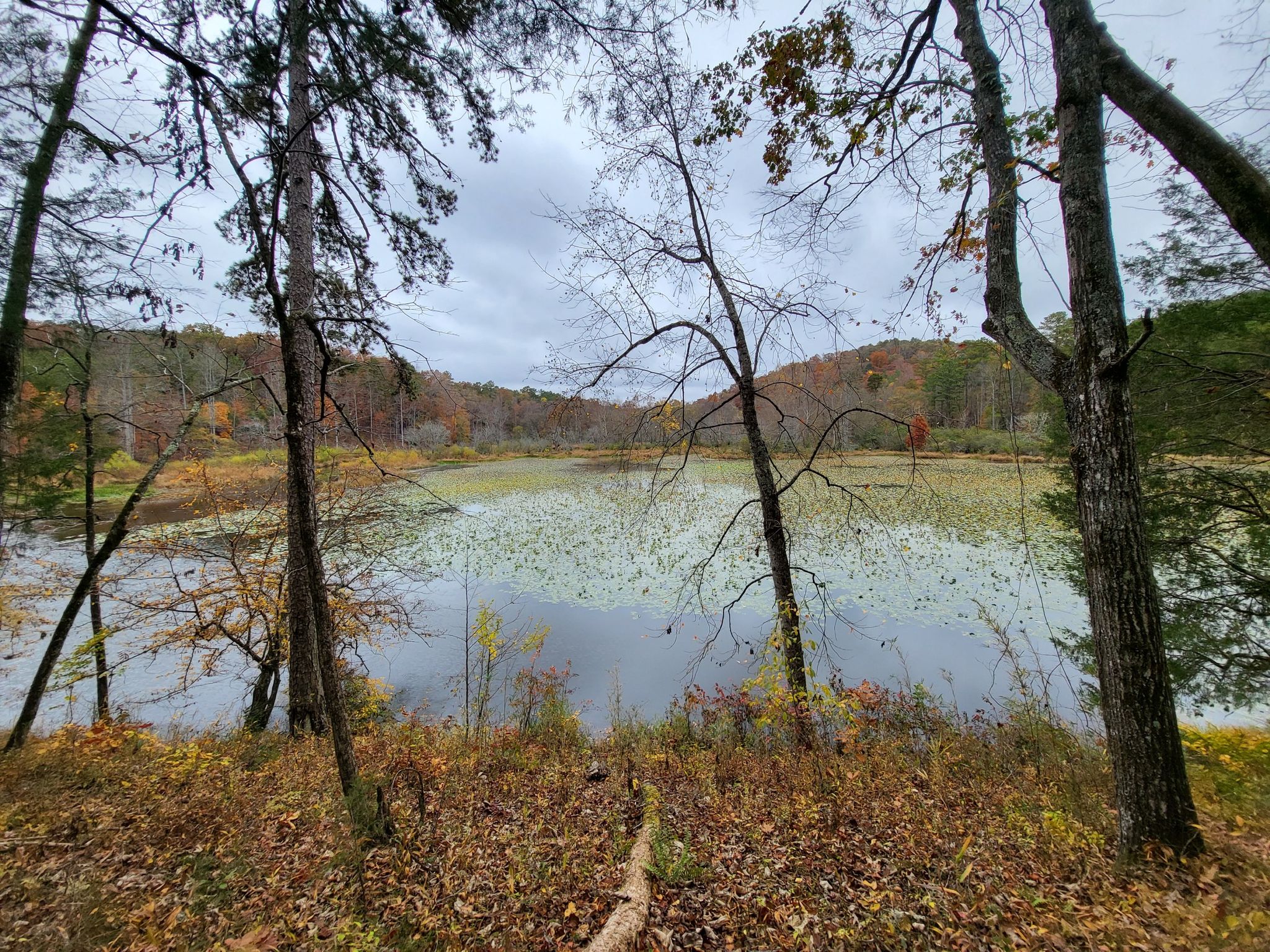 Overcast view of a lake covered in lily pads, framed by bare trees. - Issaqueena Lake Loop