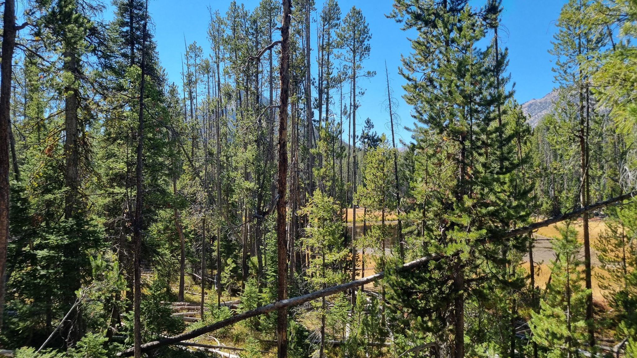 Dense pine forest with tall trees and some deadfall under a clear blue sky. - Alice Toxaway Loop (Tin Cup Hiker Loop) — Tin Cup Hiker Trailhead