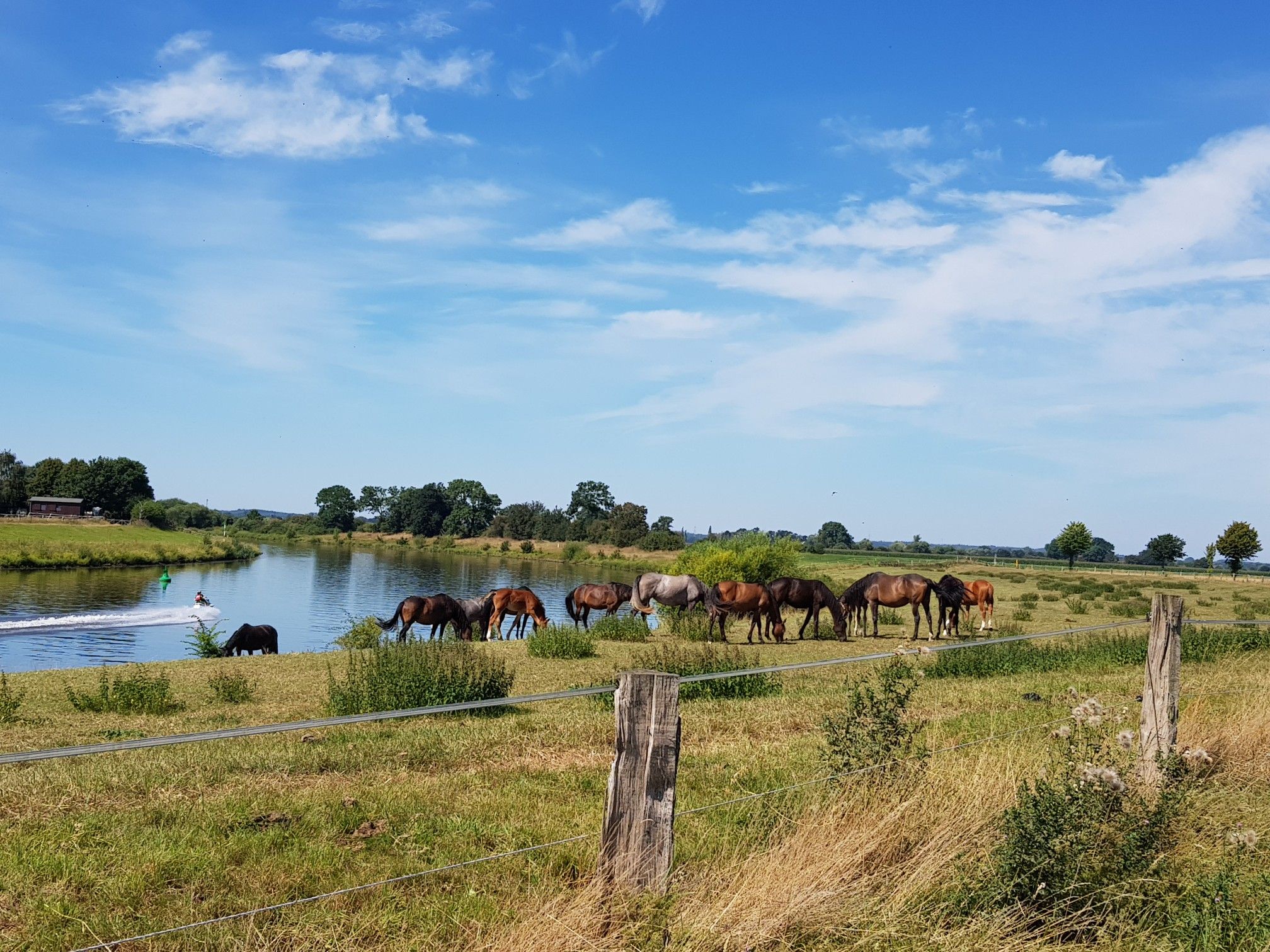 Pferdeweide