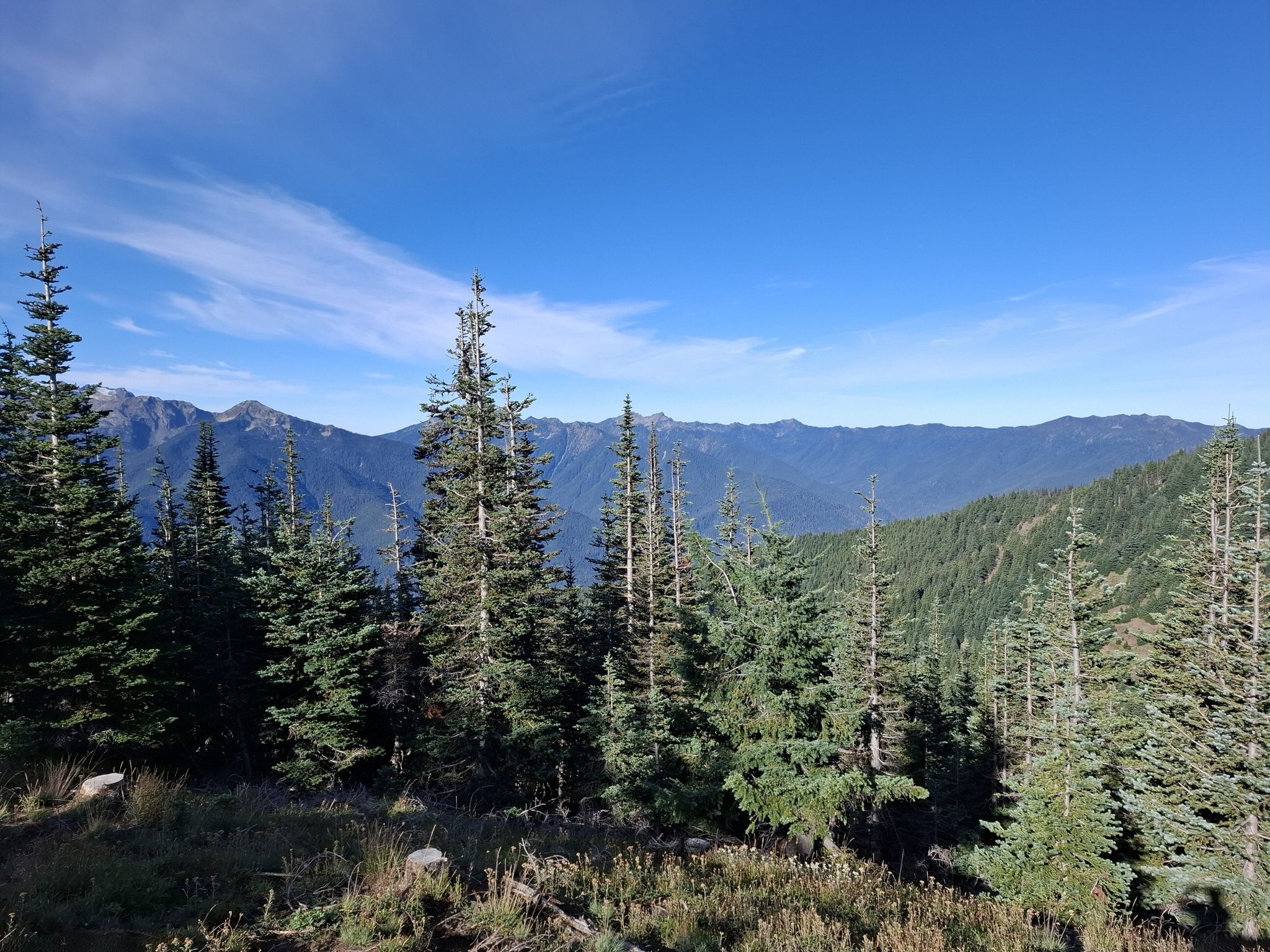 Mountain range with evergreen trees in foreground under clear blue sky. - Hurricane Ridge Road Climb