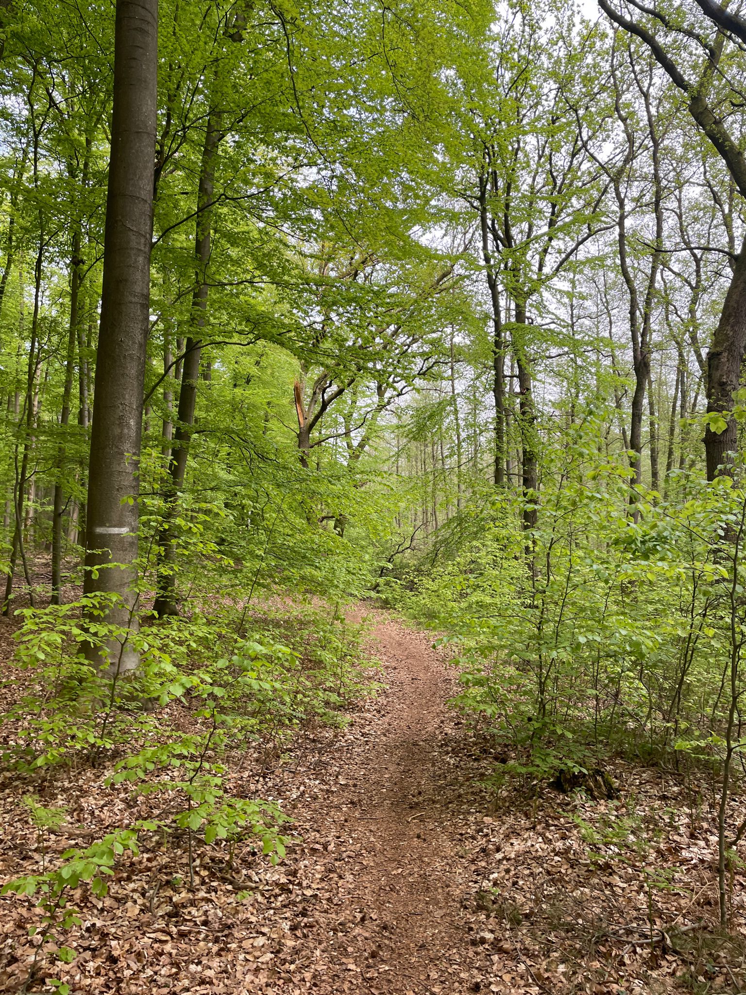 Gölmbach-Trail