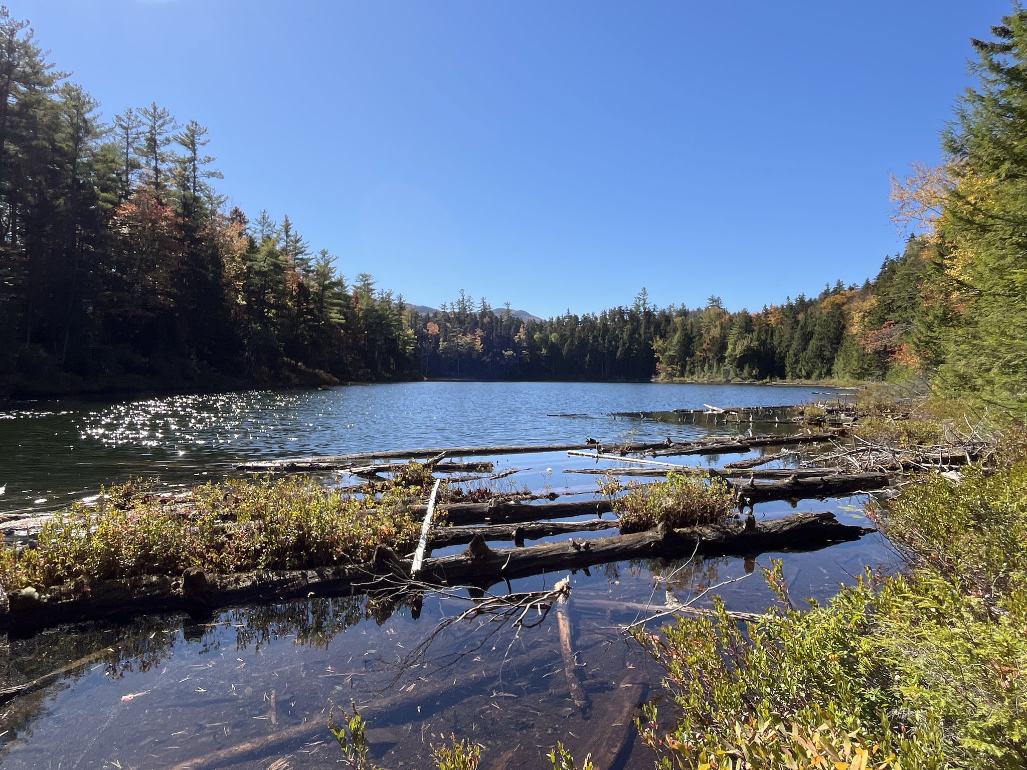 Sunny forest lake with many floating logs and clear blue sky. - Lovequist Loop Trail