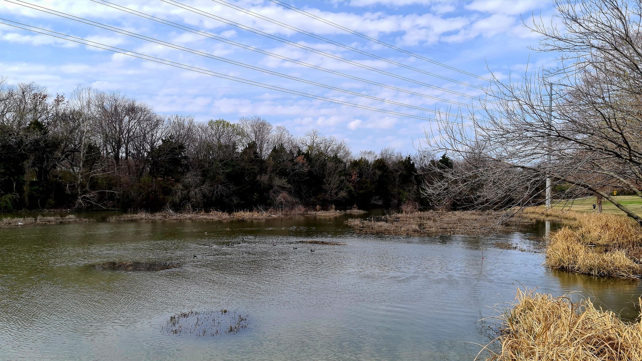 A pond with bare trees and power lines under a partly cloudy sky. - White Rock Lake – White Rock Lake Trail loop from Dallas Arboretum and Botanical Garden