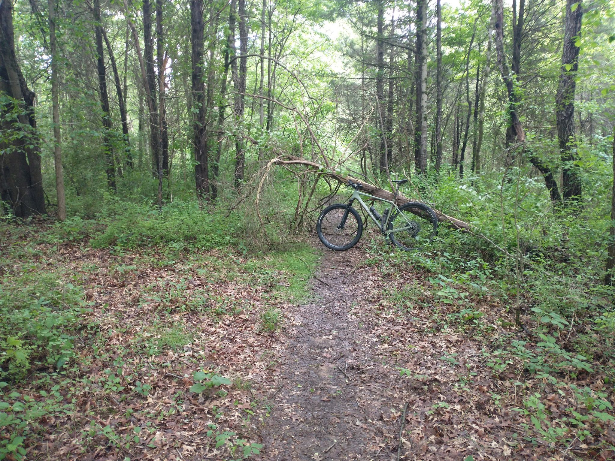 A mountain bike leans against a fallen tree on a forest trail. - Seneca Bluffs Trail loop from Seneca Creek State Park
