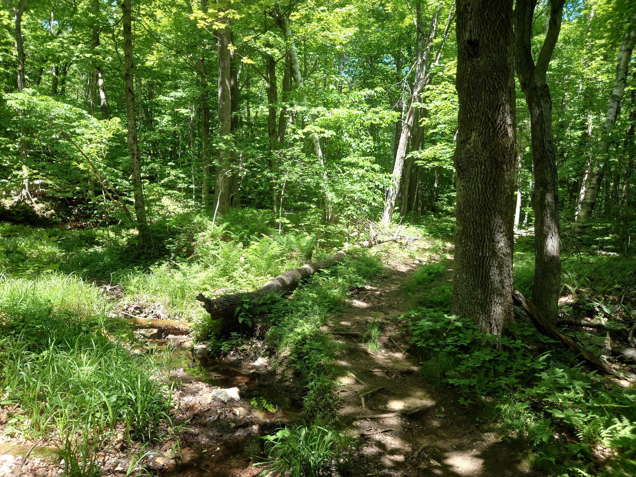 A sun-dappled forest path with a fallen log and green undergrowth. - Busby Trail – Spruce Hill Lost Pond – Blackburnian Loop – Savoy Mountain State Forest
