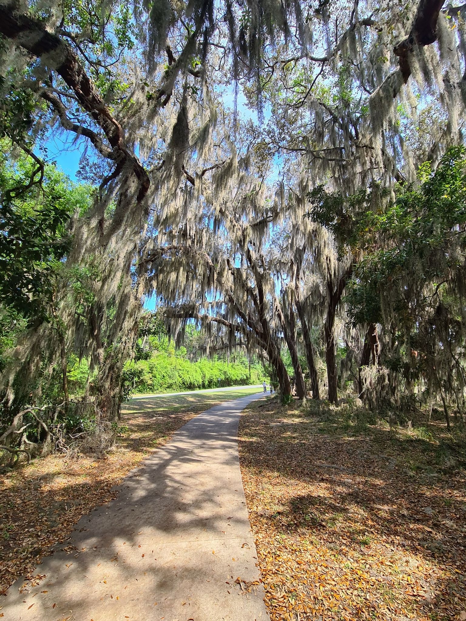 A shaded path winds under ancient trees draped with Spanish moss. - The Horton House loop from Fishing Center Parking