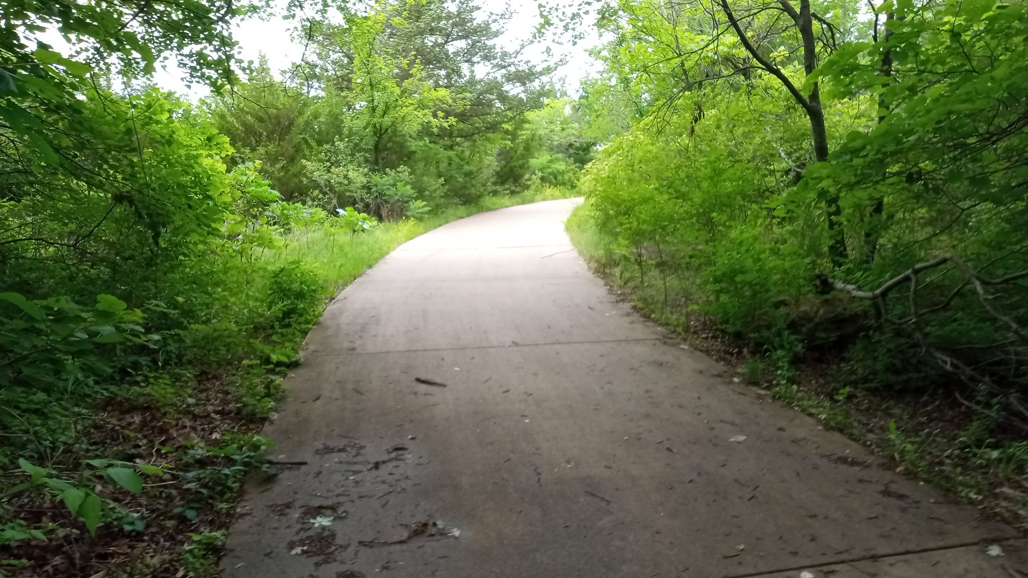 A paved path curves through a vibrant green forest under natural light. - Double Black Diamond Trail