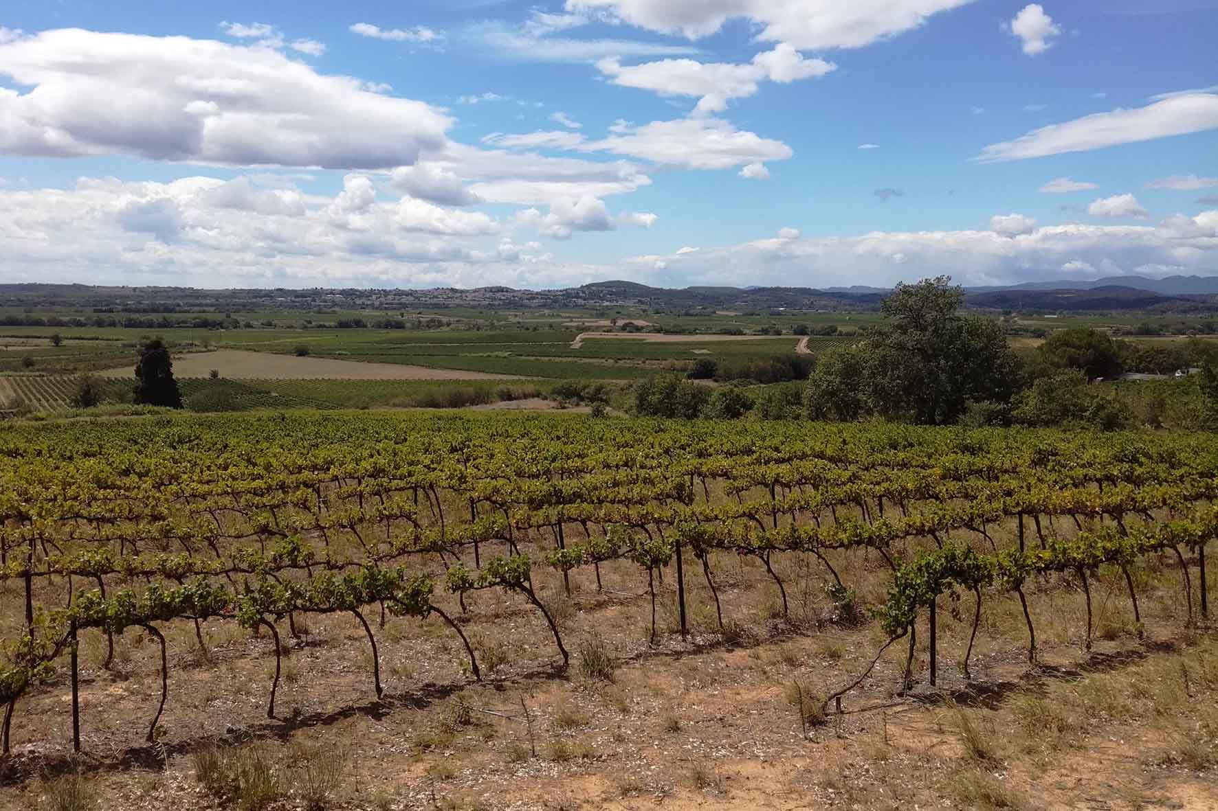 Vignes vers Caux.
