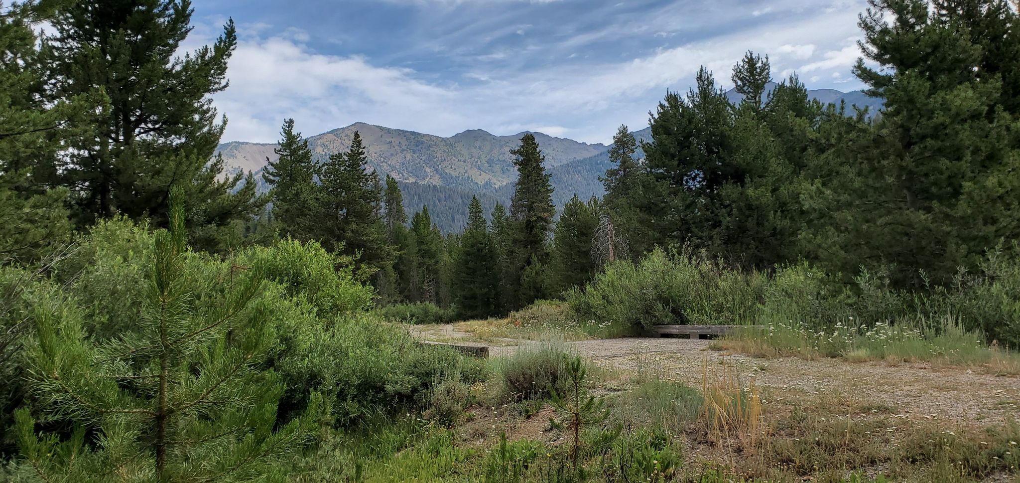 Dense pine forest in the foreground, with distant mountains under a cloudy sky. - The Grinder Trail – Big Wood River loop from Galena Lodge
