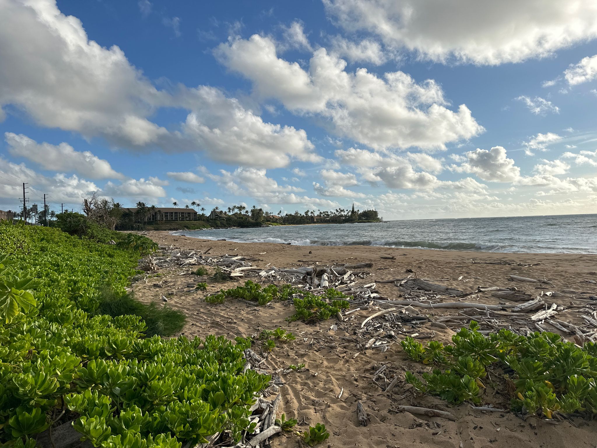 A sandy beach with driftwood and green plants under a cloudy sky. - Wailua Beach Park – Wailua Beach Park loop from Kalepa Mountain Forest Reserve