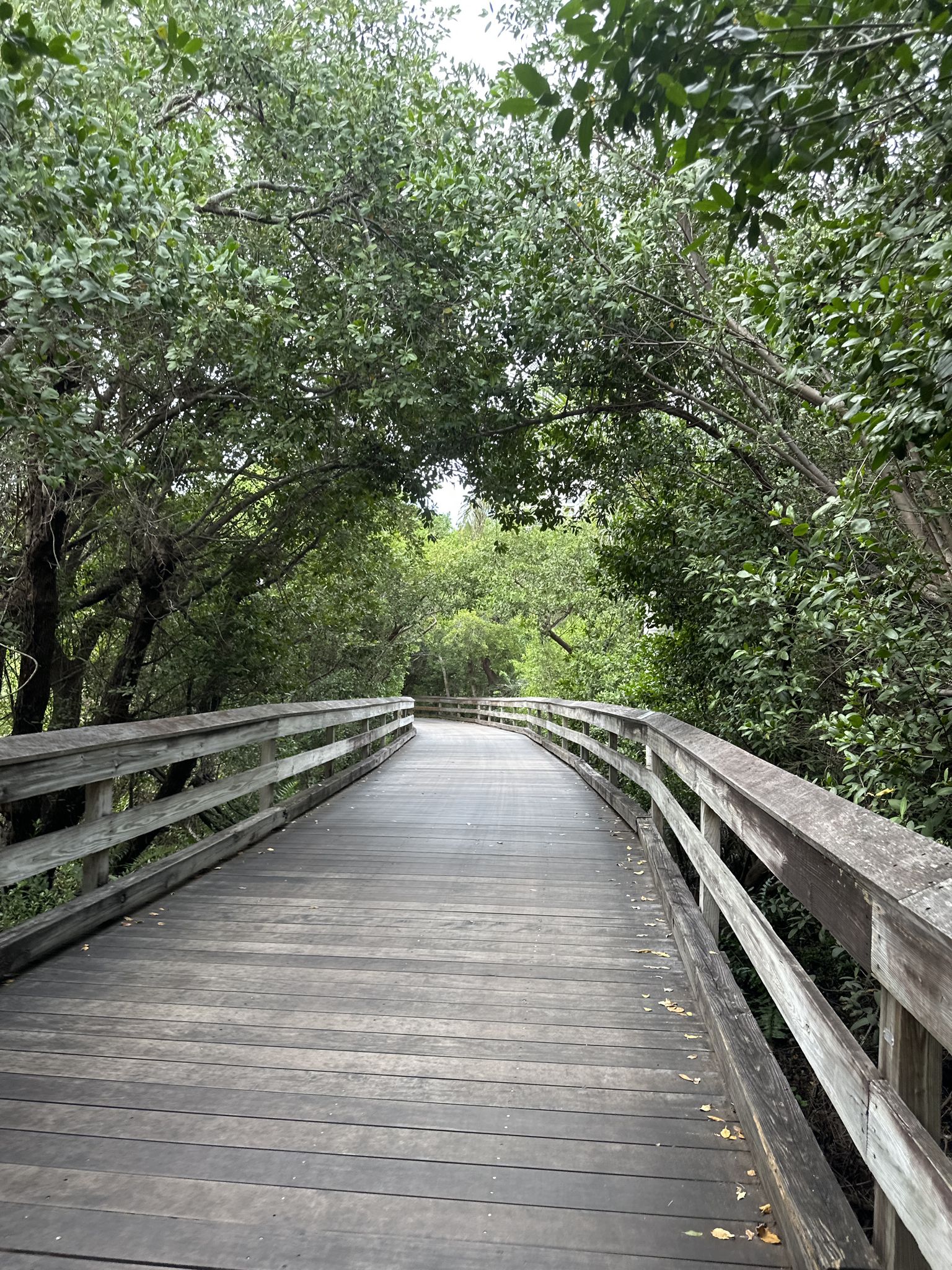 A winding wooden boardwalk through a lush green forest canopy on a bright day. - Clam Pass Boardwalk – Clam Pass Boardwalk loop from Naples Park