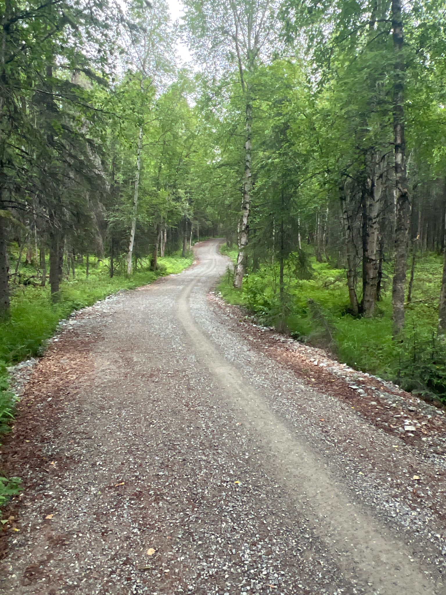 A winding gravel path through a dense, green forest on an overcast day. - Gasline Trail – Abbott Multi-Use Trail loop from Sahalee Homeowner's Association