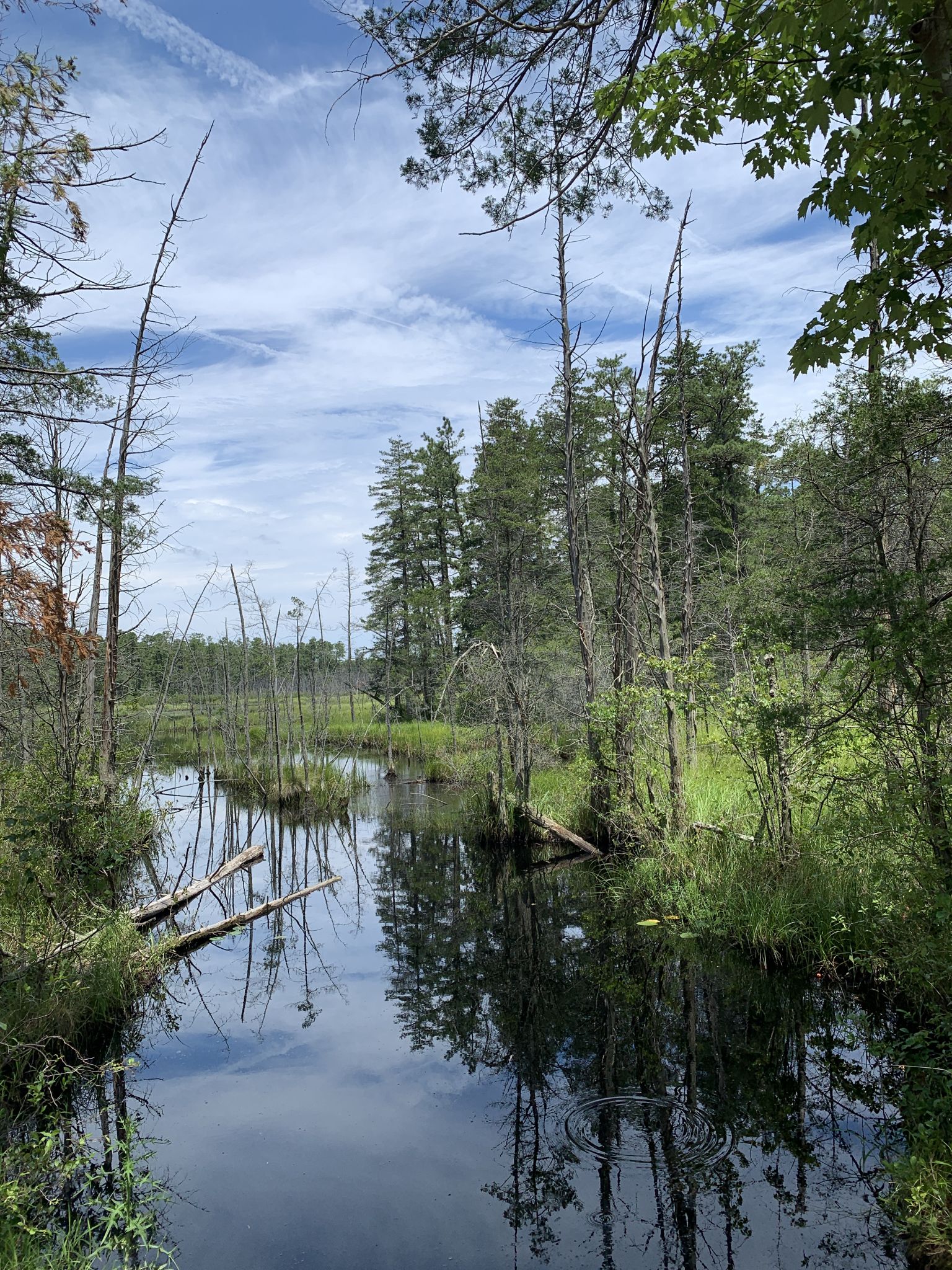 Narrow swampy waterway with reflections of trees under a bright, cloudy sky. - Mount Misery Trail Loop