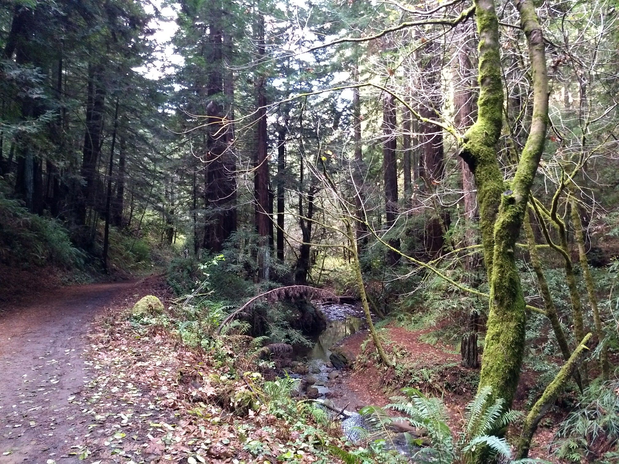 Dirt path beside a small stream in a dense, mossy redwood forest. - Harkins Ridge, Craig Britton, and Purisima Creek Trail Loop
