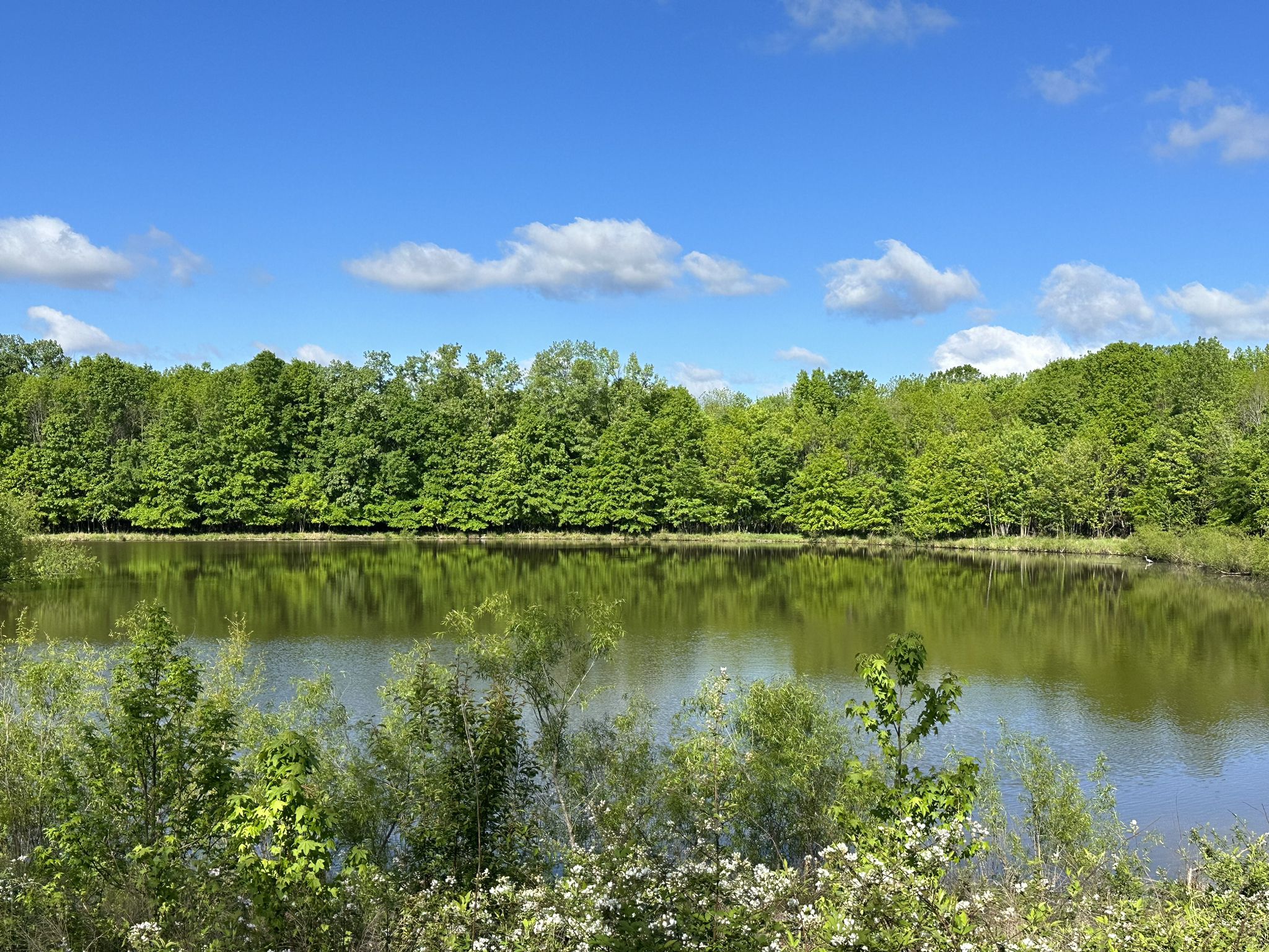 Calm lake reflecting green trees under a bright blue sky with clouds. - Shelby Bottoms Greenway – Airpark loop from Riverfront