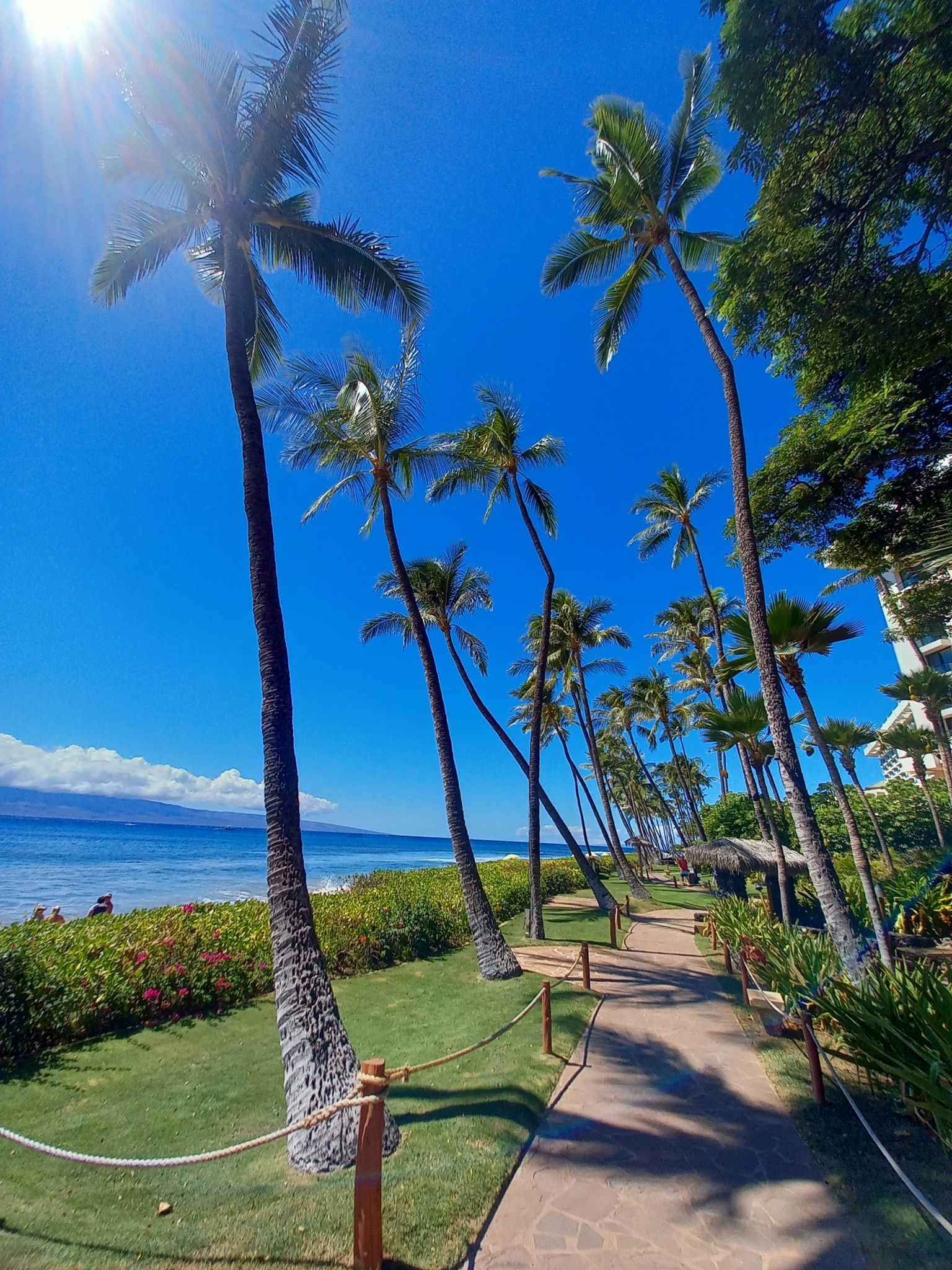 Bright sunny day with tall palm trees lining a pathway by the ocean. - Kaanapali Beach Trail