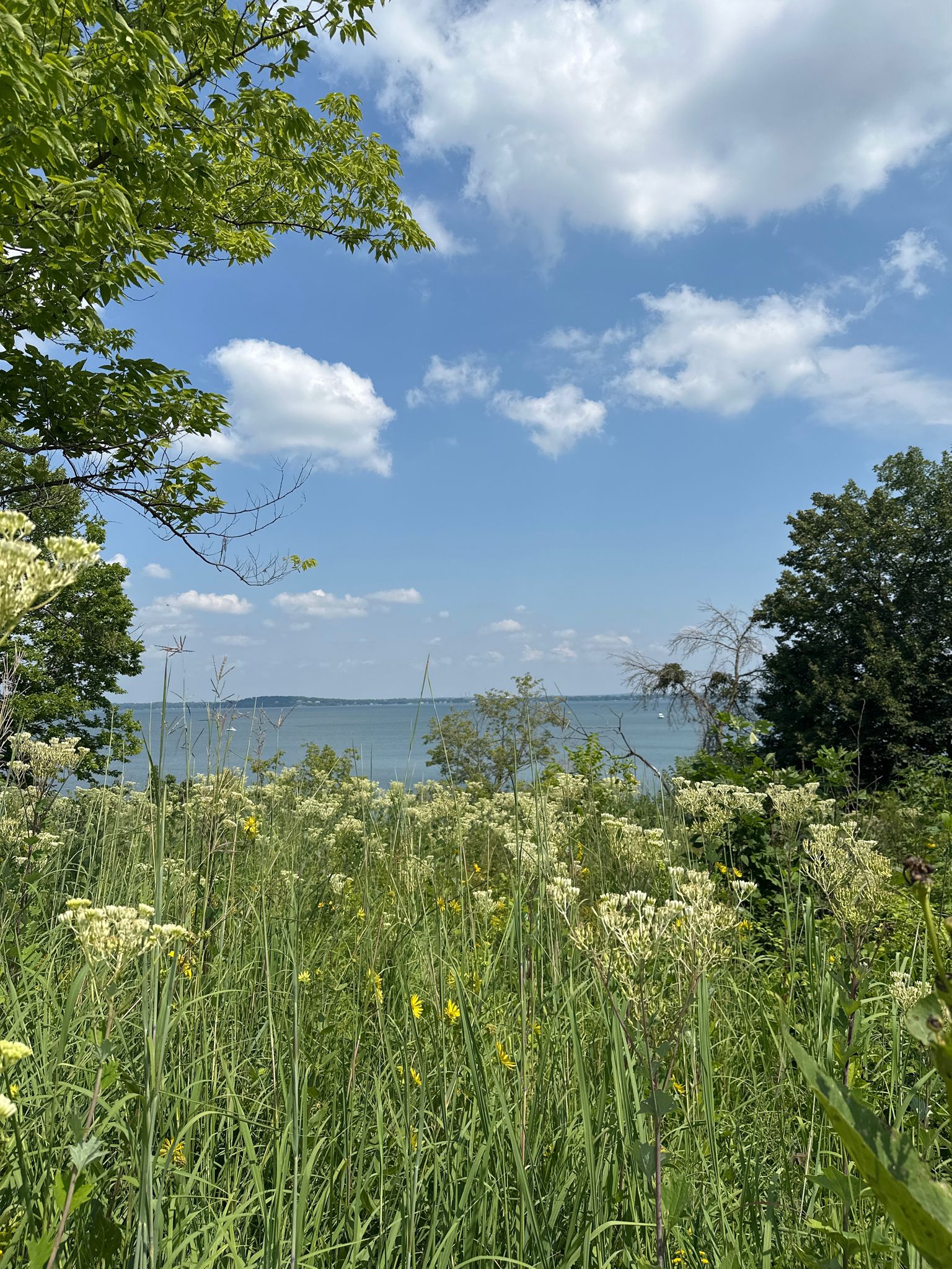 Field of tall wildflowers and grass with a large body of water beyond. - Frautschi Point Loop