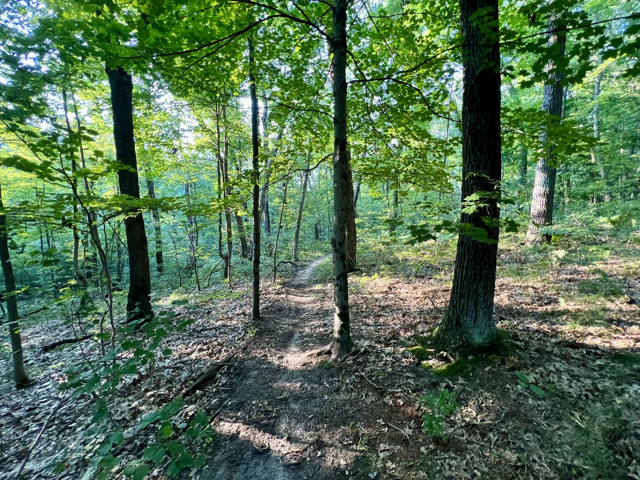 A narrow dirt path winds through a sunlit, green forest. - Egypt Valley Trail and Austin Lake Loop
