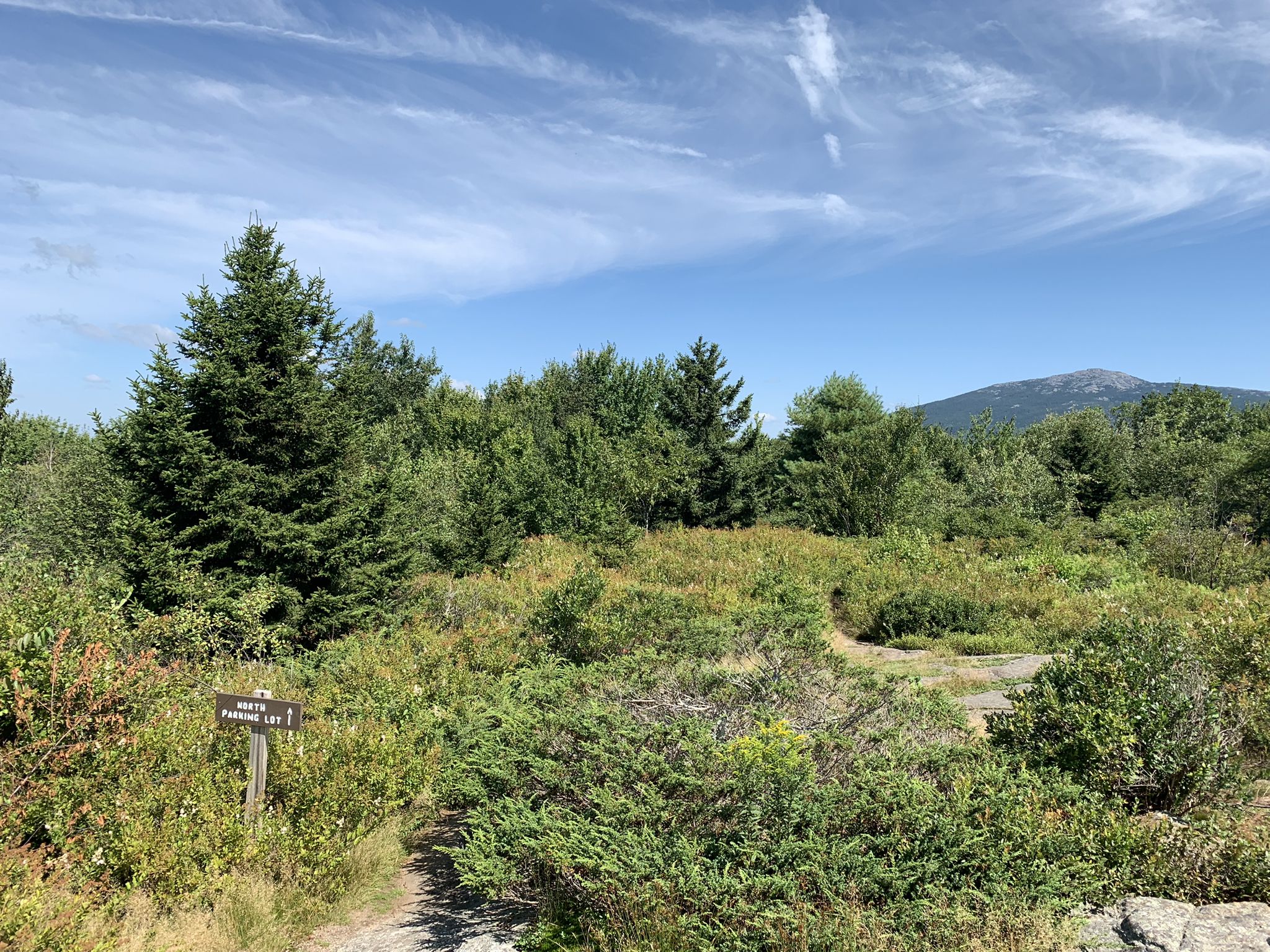 A dirt path winds through dense green forest under a clear blue sky. - Royce Trail