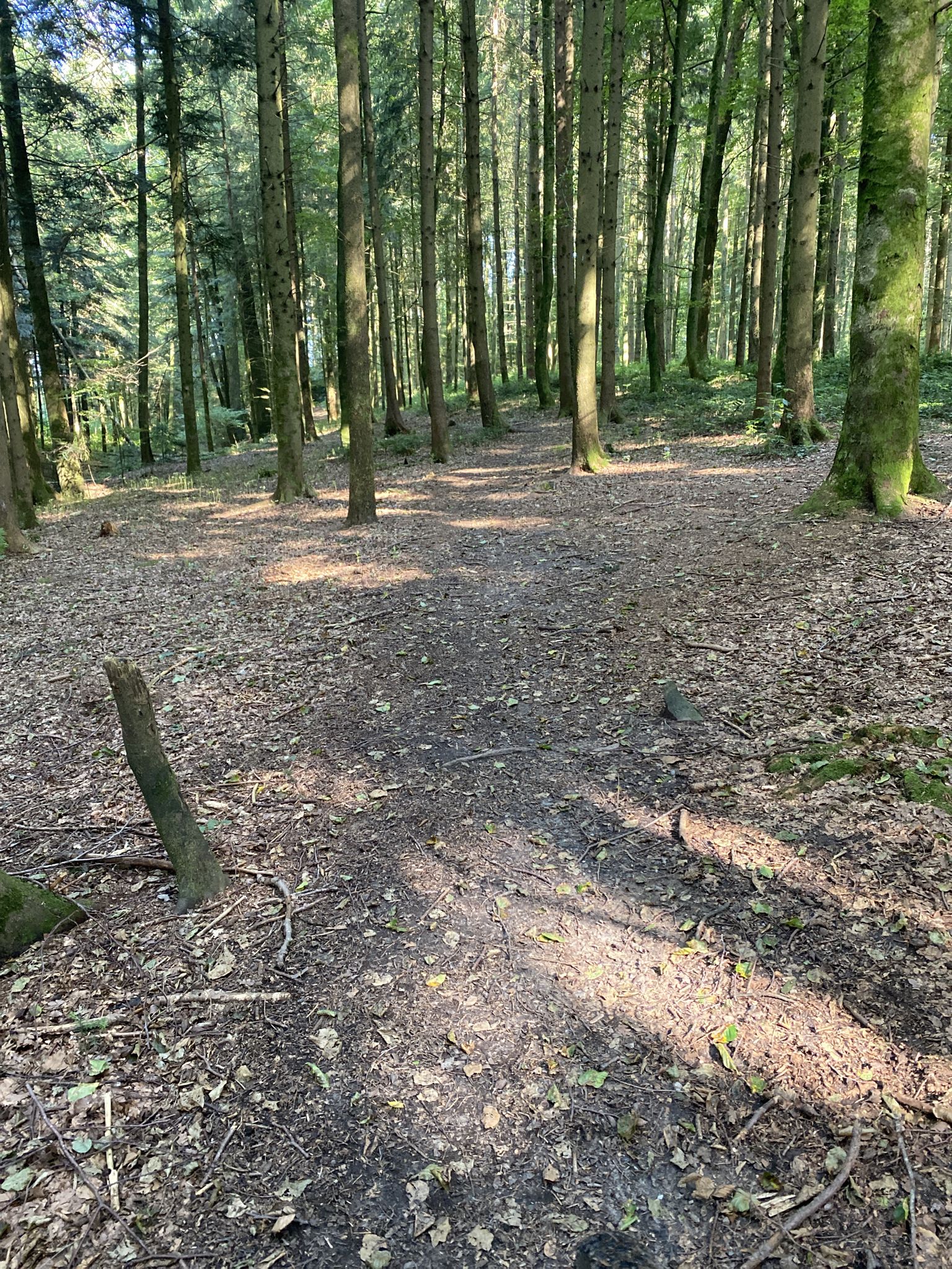 kleiner Waldtrail, auf dem Bild nicht so gut ersichtlich wie in echt!