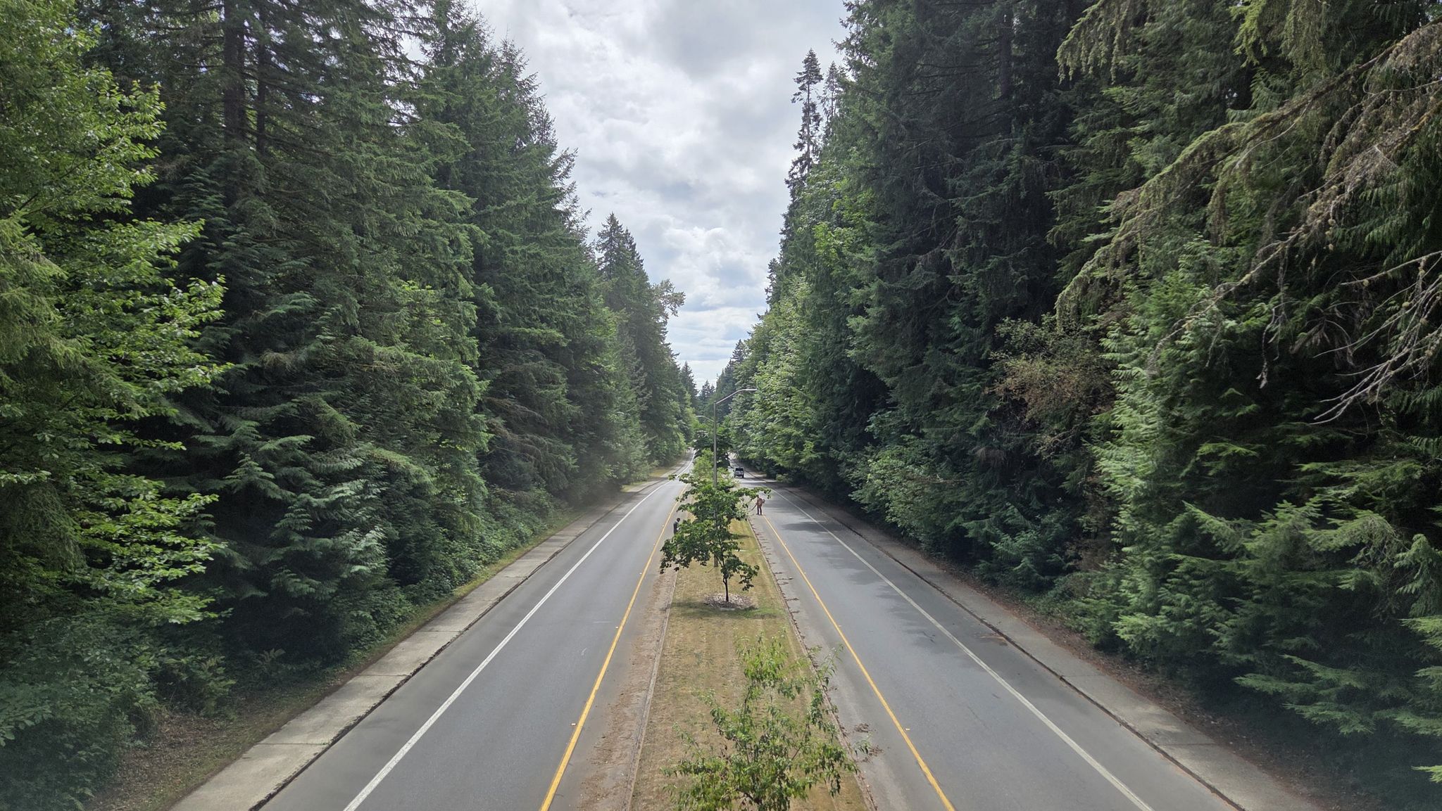Divided highway through a dense evergreen forest under a cloudy sky. - Squaxin  East Loop