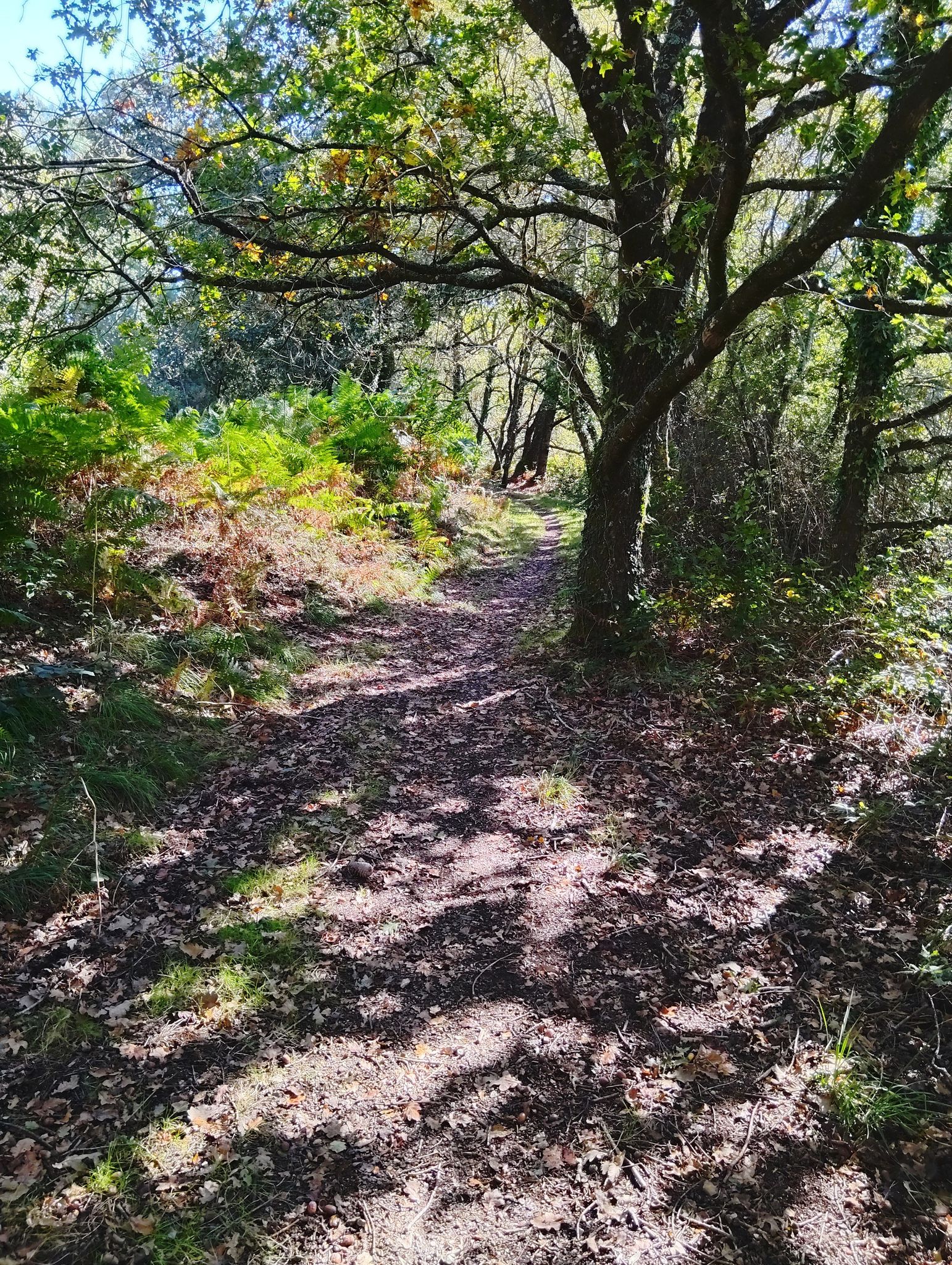 Sous les bois
