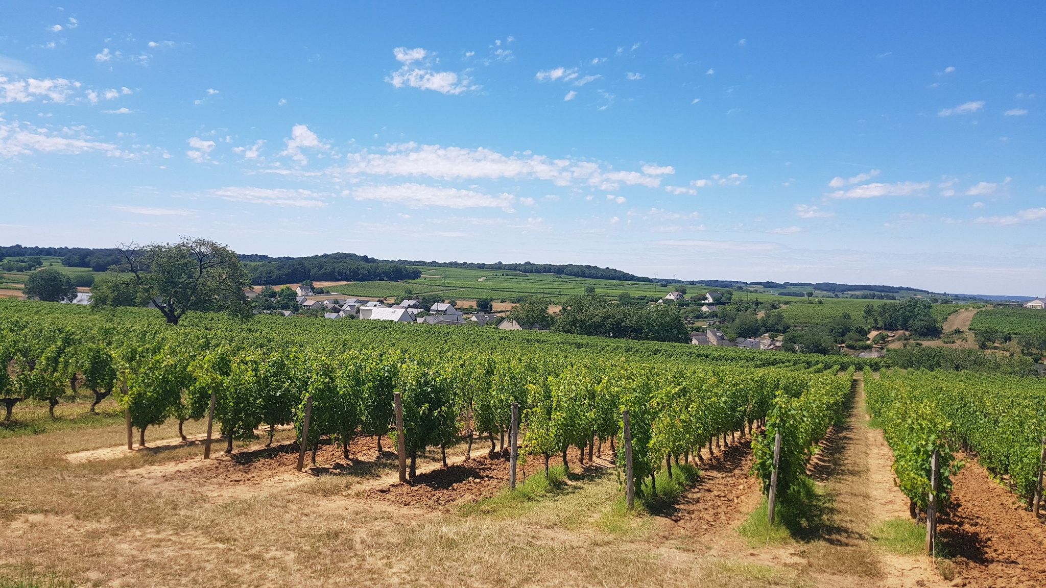 du pinard à perte de vue😁