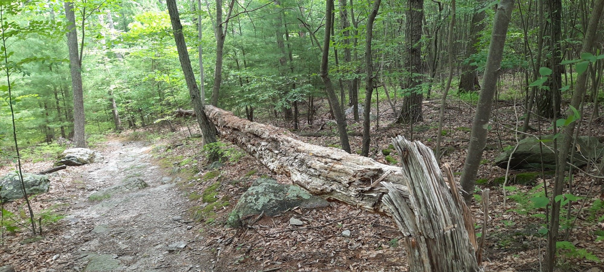 A large fallen log lies beside a dirt path in a sun-dappled green forest. - Sunset Rocks from Old Shippenburg Road