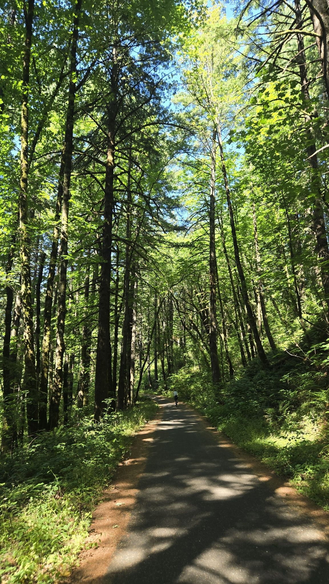 A paved path winds through a dense forest with tall green trees. - Thunder Island – Cascade Locks loop from Cascade Locks